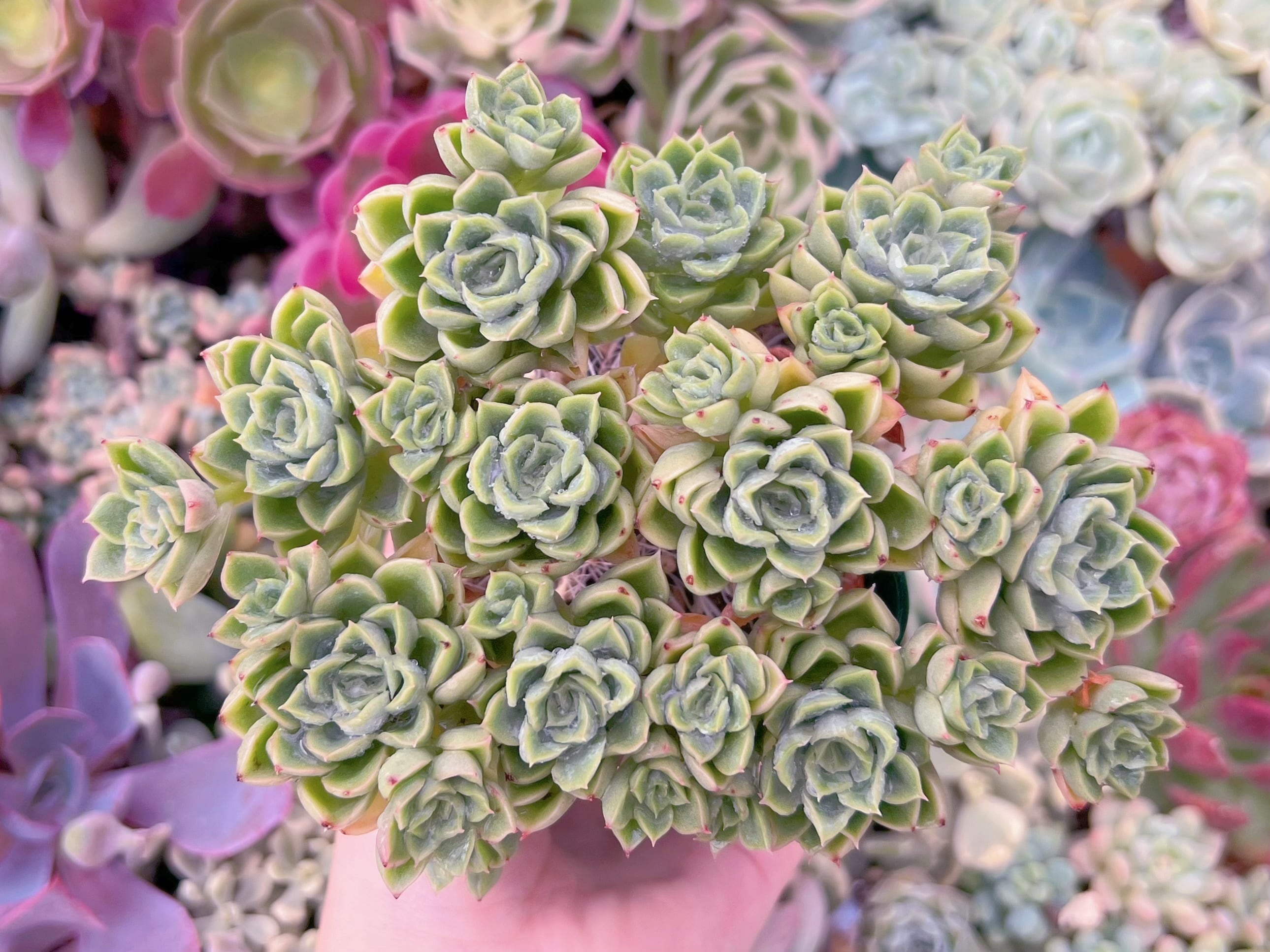 現品　ハワイの踊り子#778　群生　るる農園