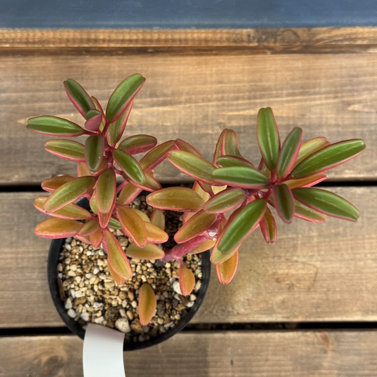 ペペロミア グラベオレンス【402】