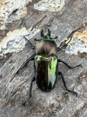 《ニジイロクワガタ 青紋紫紺系 37mm ペア》セルヴォラン氏委託個体