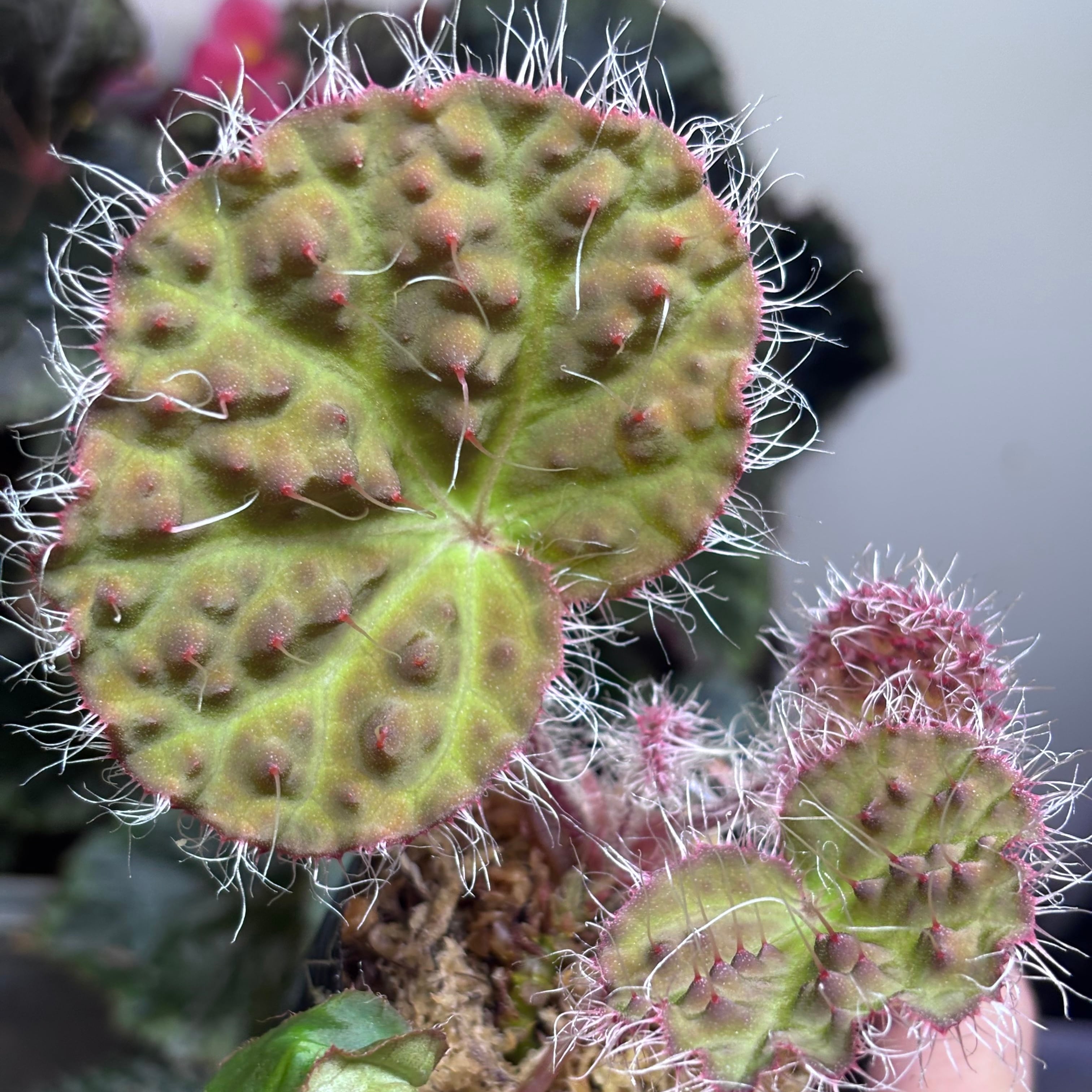 Begonia sp. Gabon 原種ベゴニア | 熱帯雨林植物専門店 トイ吉園芸