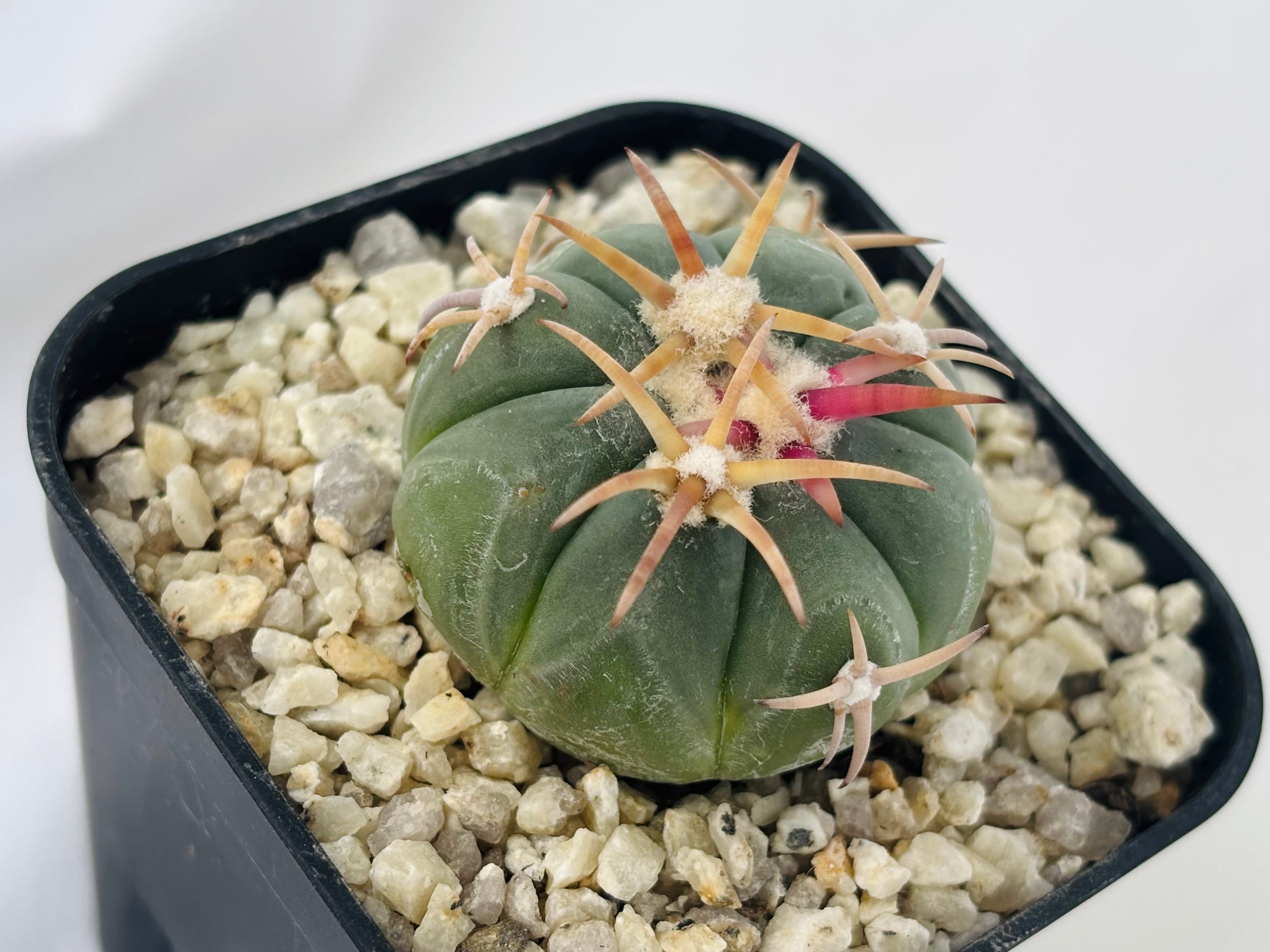 Echinocactus horizonthalonius エキノカクタス 翠平丸 サボテン