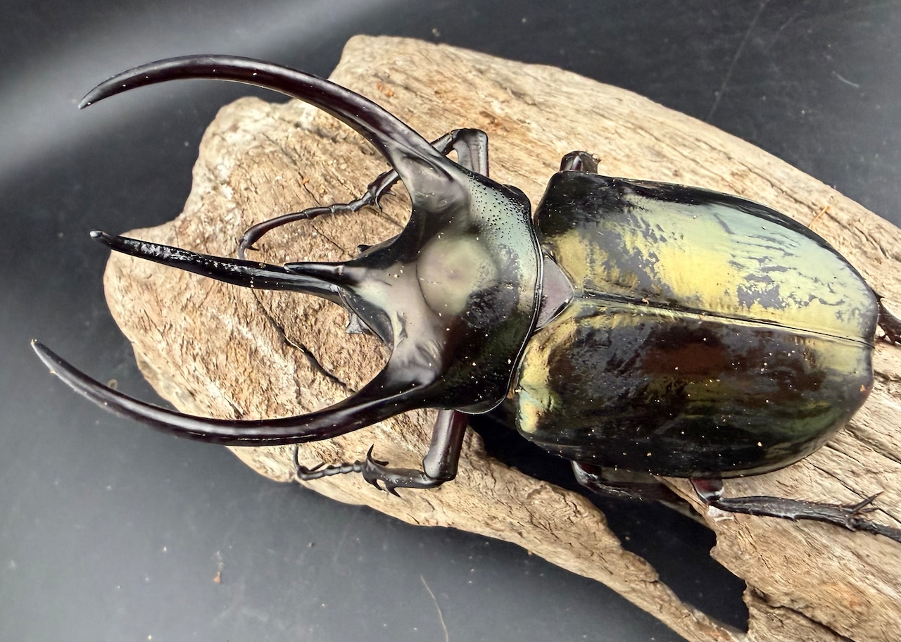 【WD】《ミンダナオアトラスオオカブト マラグサン産 97mm ペア》