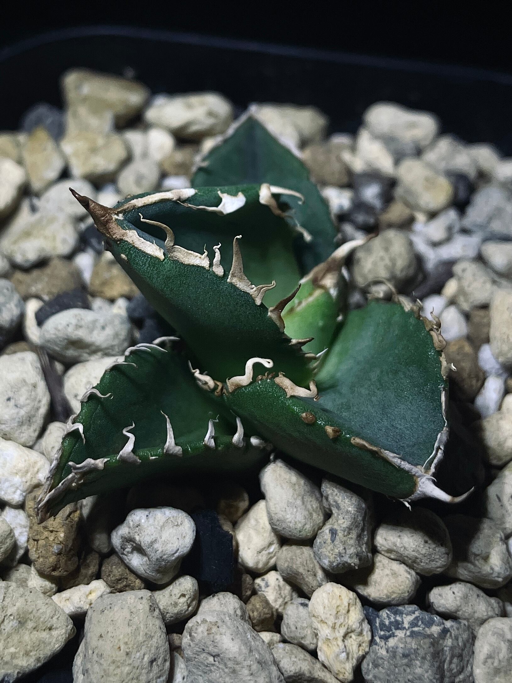 多肉植物アガベ agave チタノタ 強棘霸王竜（sp新種）台湾輸入発根済み