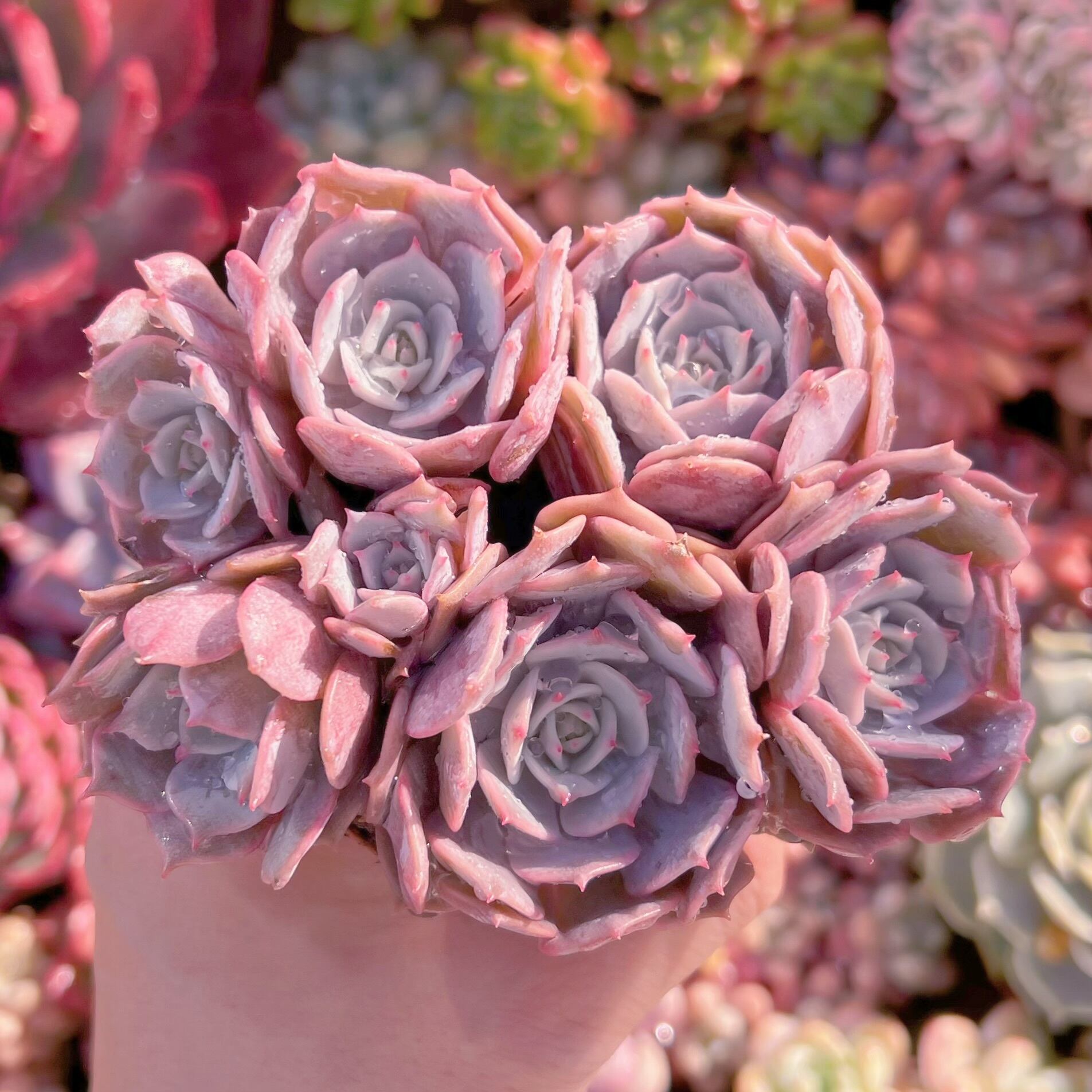 現品　ローラ#727　新入荷　るる農園