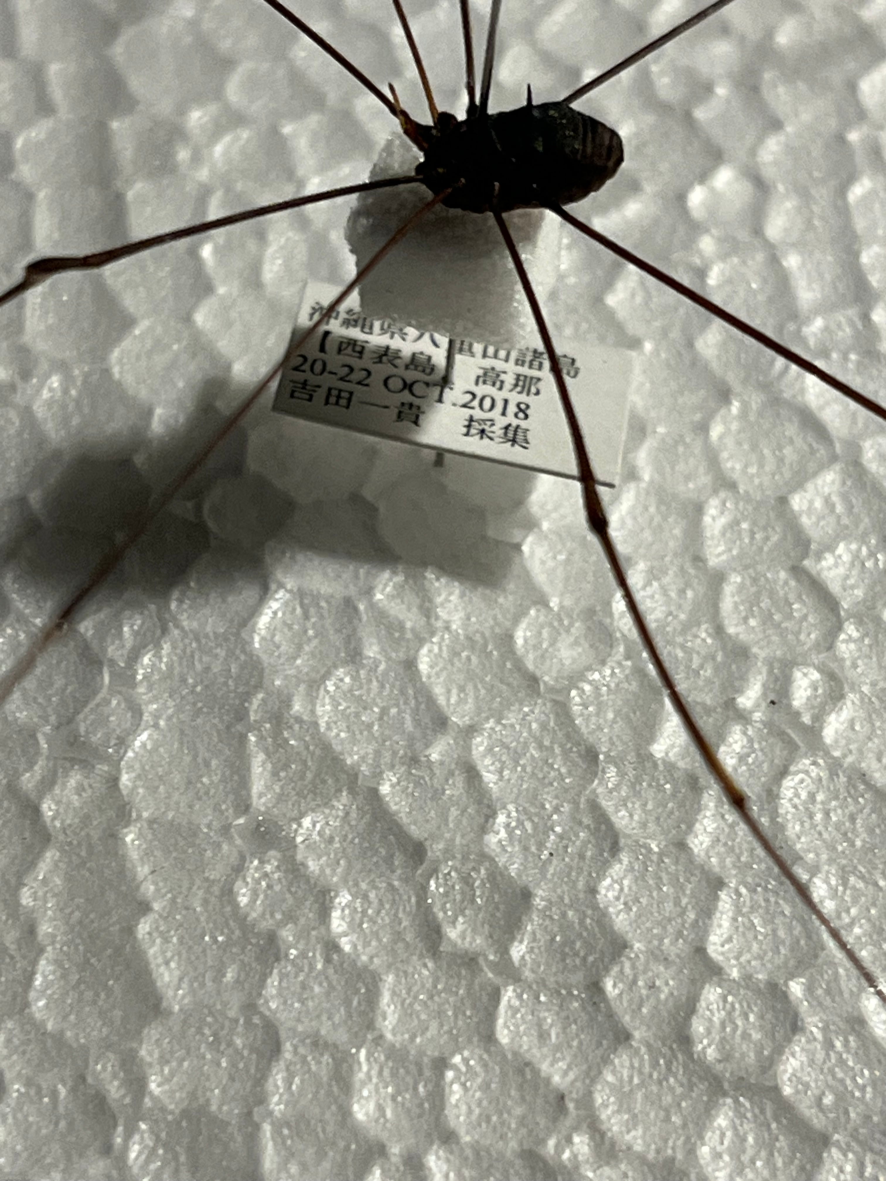 珍標本】ヤエヤマスベザトウムシ 昆虫標本 スパイダーマンティス