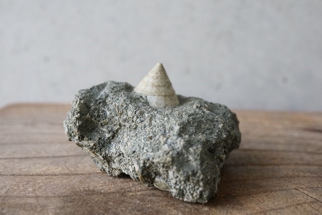 イタリア産巻貝化石 Tectus semilaevigatus