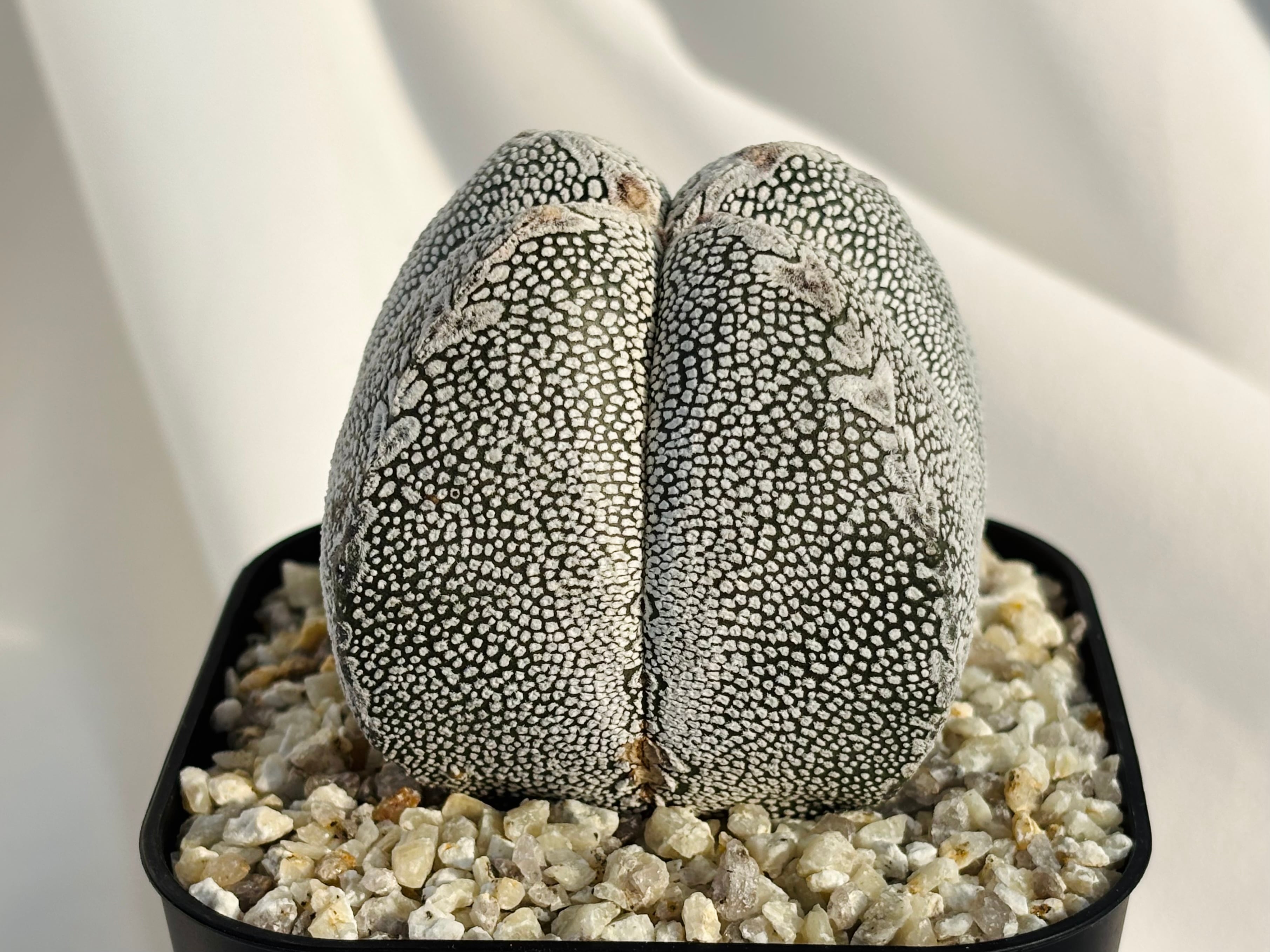 Astrophytum myriostigma アストロフィツム ランポー玉 恩塚鸞鳳玉