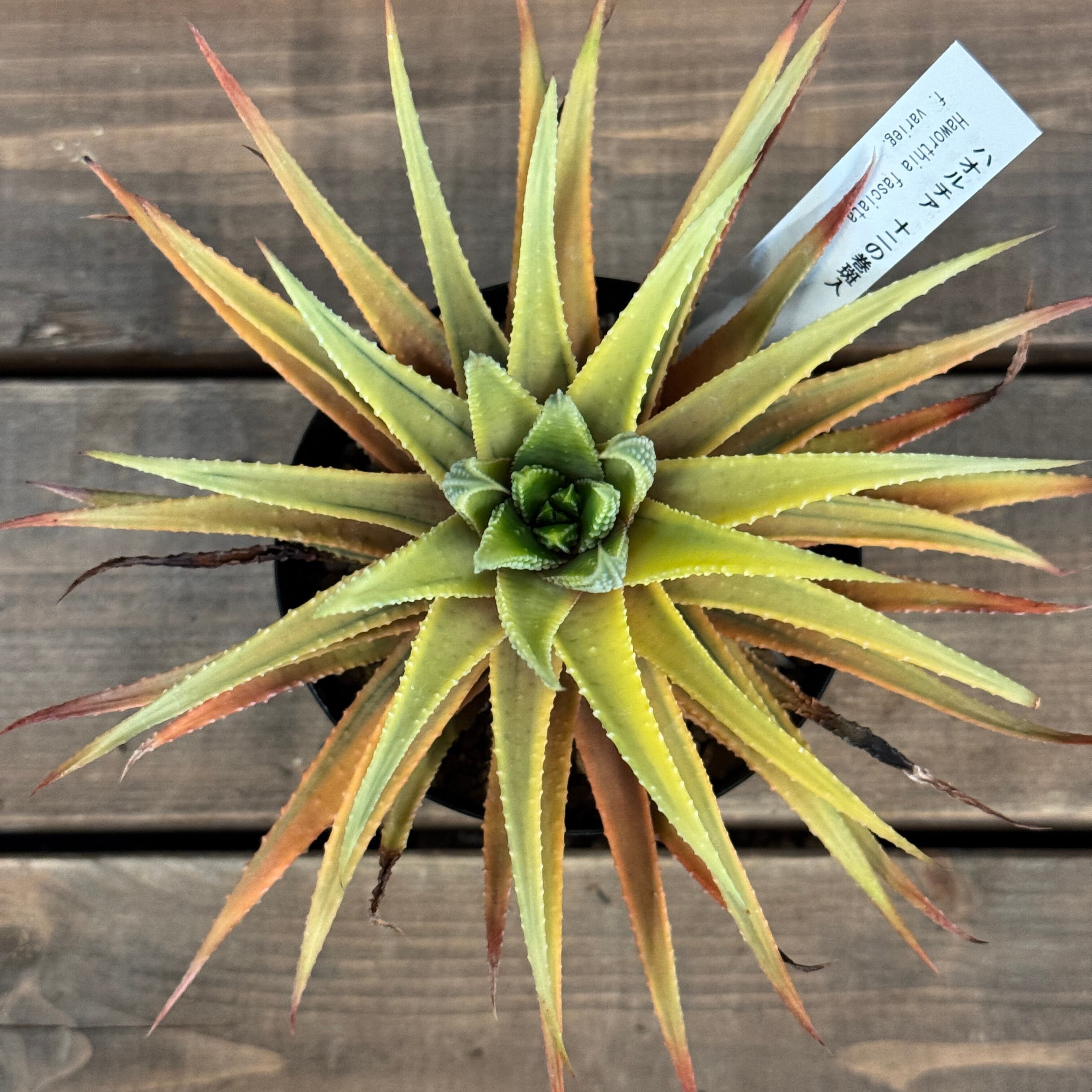 ハオルチア 十二の巻 斑入り【990】 | PROTOLEAF プロトリーフ