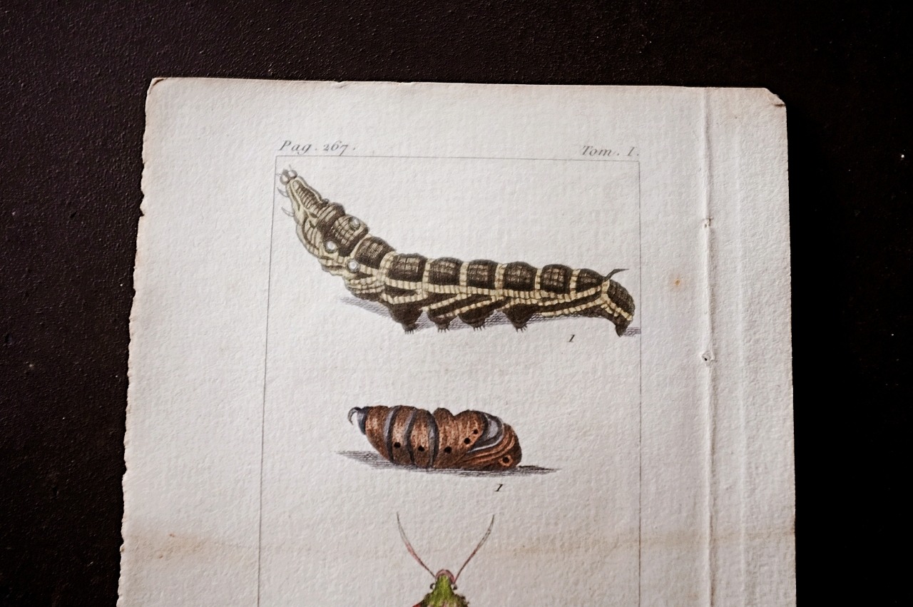 1780s フランス ビュフォン伯爵による蛾と幼虫の博物画i Buffon アンティーク