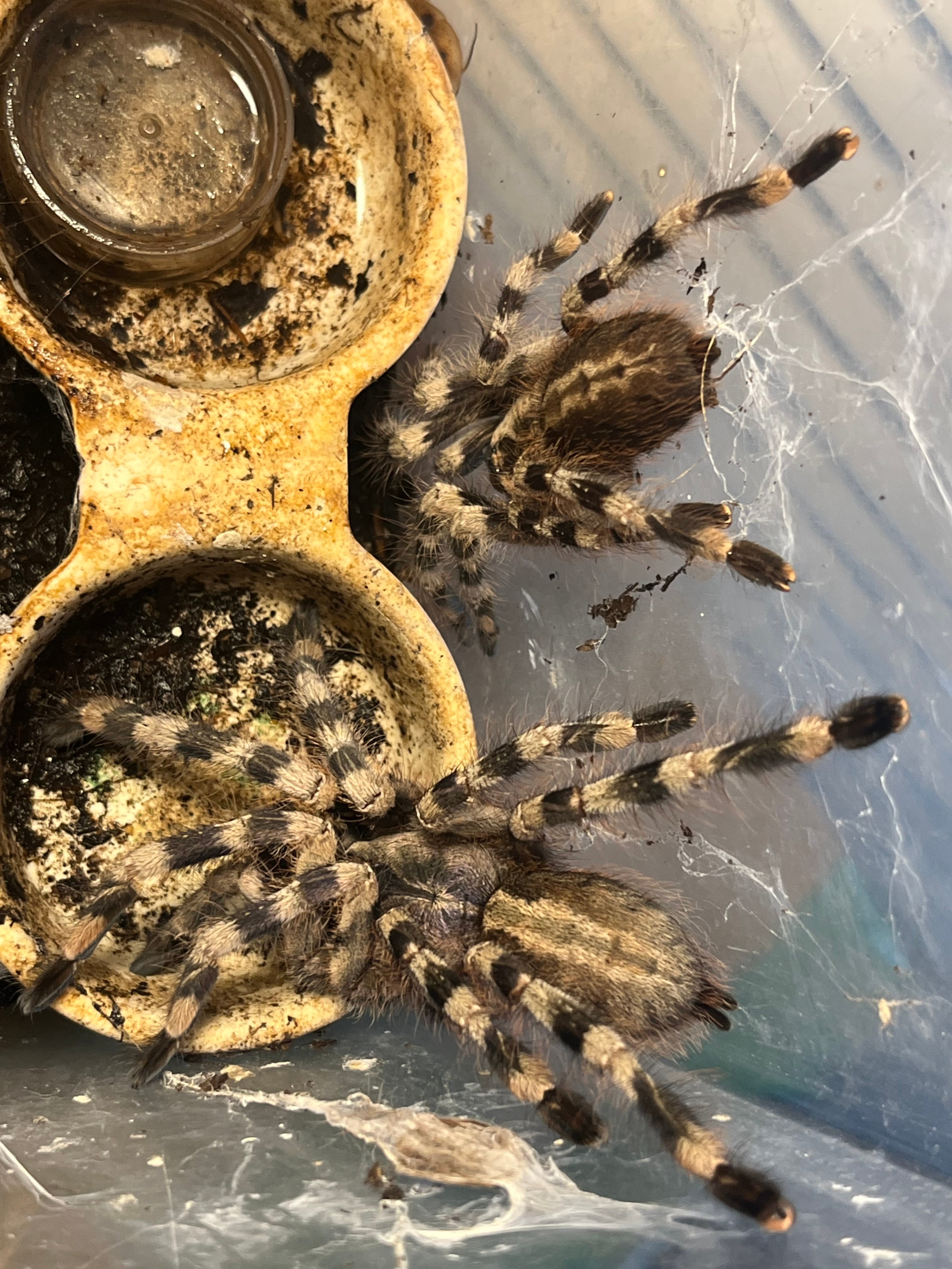 Poecilotheria | オモニキチュウ