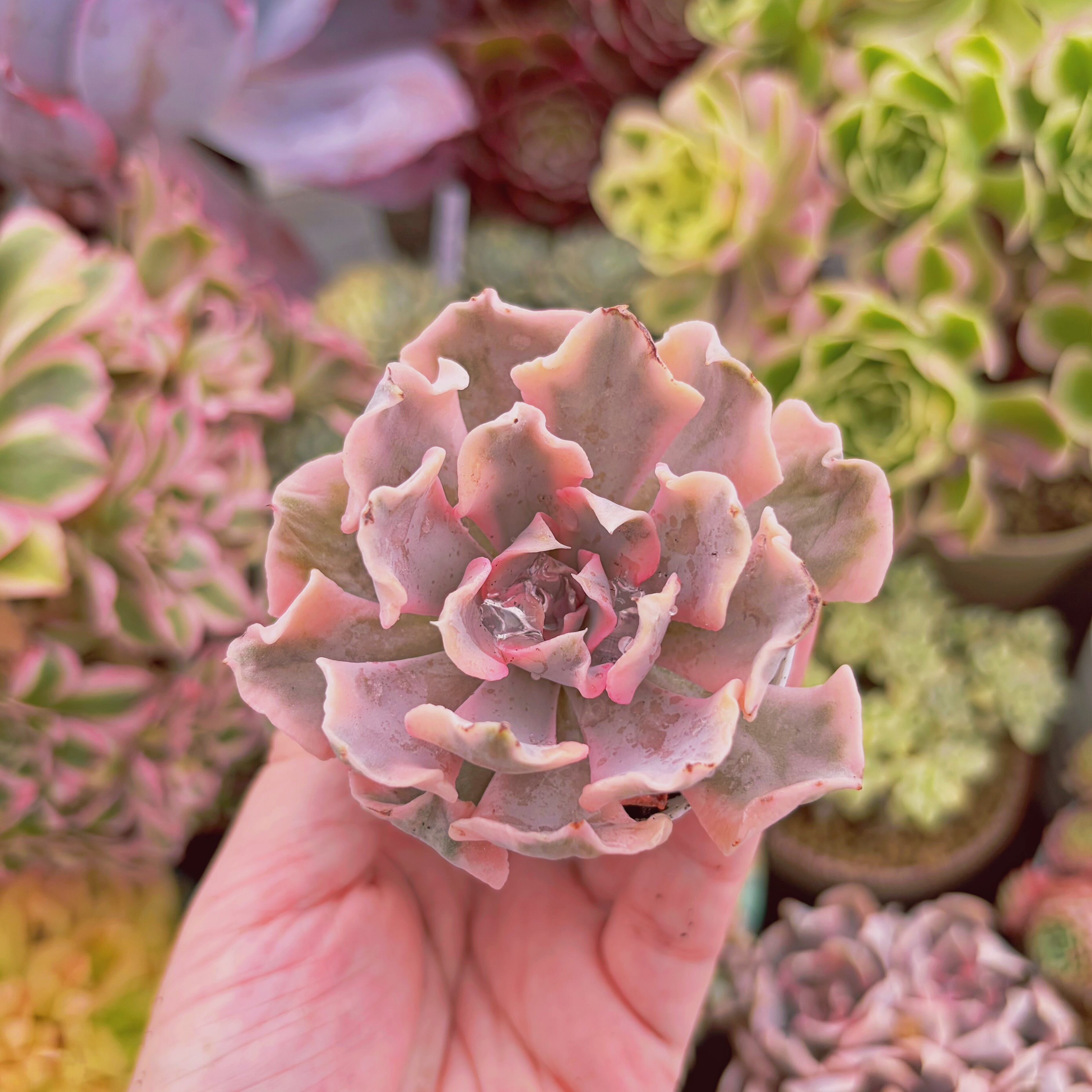 大容量 正方形 ポット 8cm 100個 多肉植物 苗 花 プラ グリーン 大容量 正方形 ポット 8cm 100個 多肉植物 苗 花 プラ グリーン 大容量