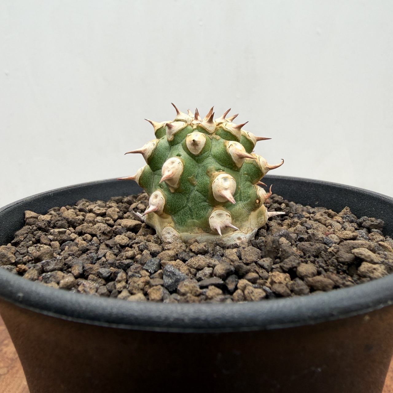 Euphorbia cv. Tom【ユーフォルビア・トム】