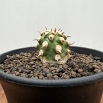 Euphorbia cv. Tom【ユーフォルビア・トム】