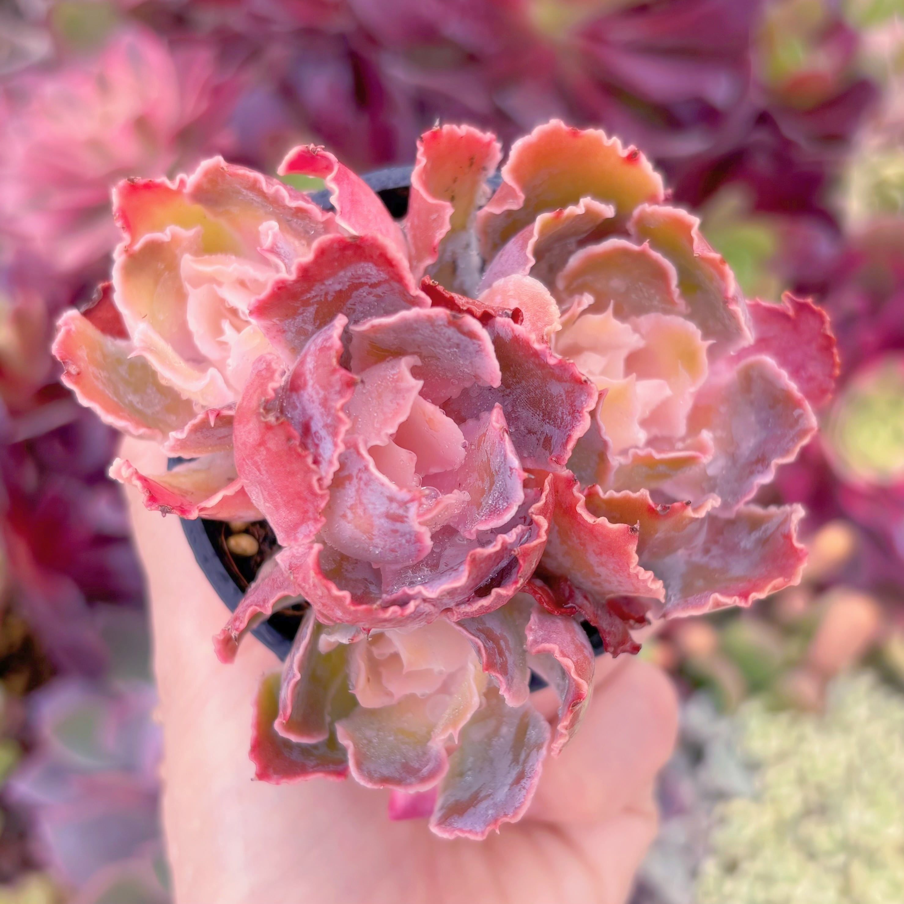 現品　シャビアナ#F073　群生　るる農園