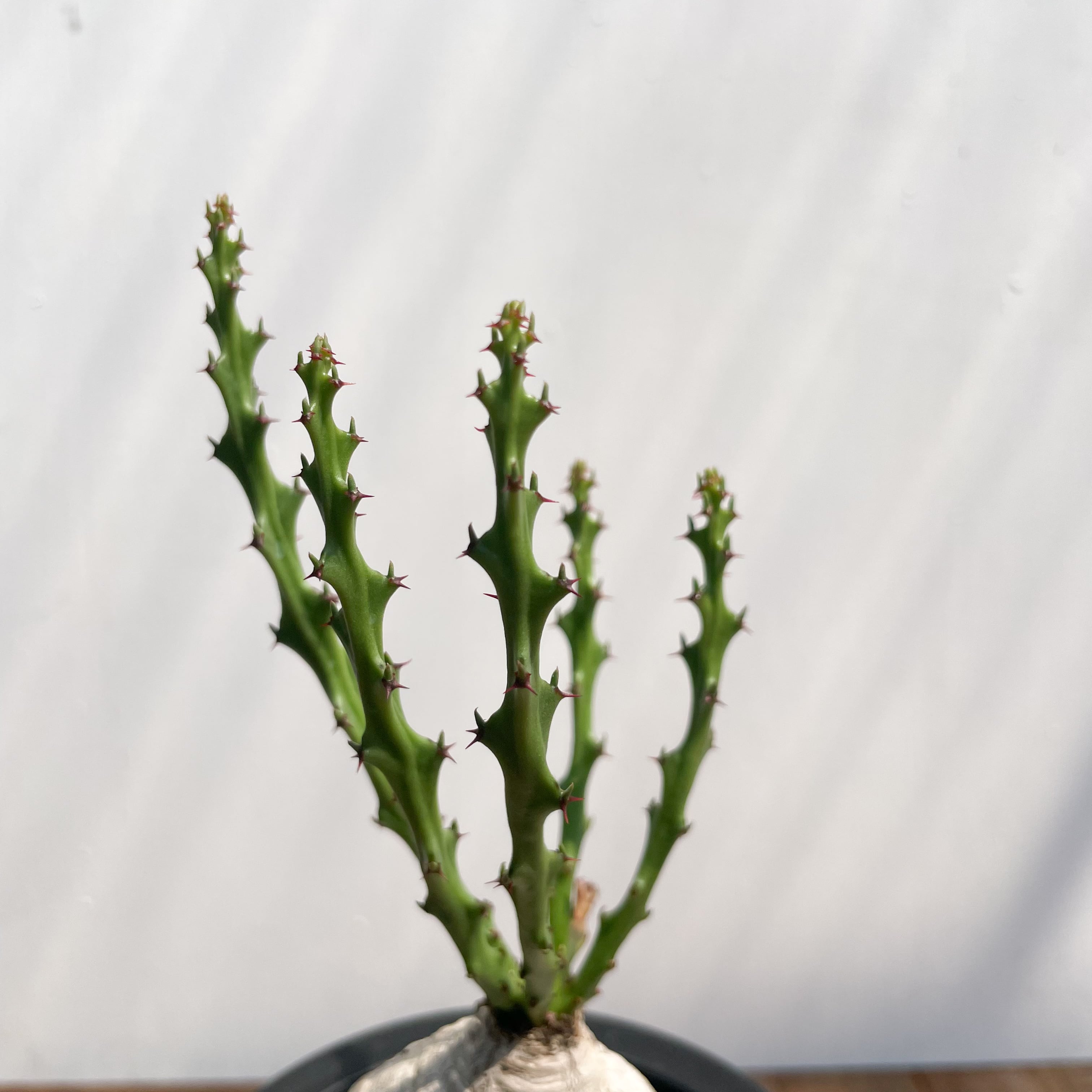 Euphorbia decidua【ユーフォルビア・デシドゥア・蓬莱島】 | RIMO'S