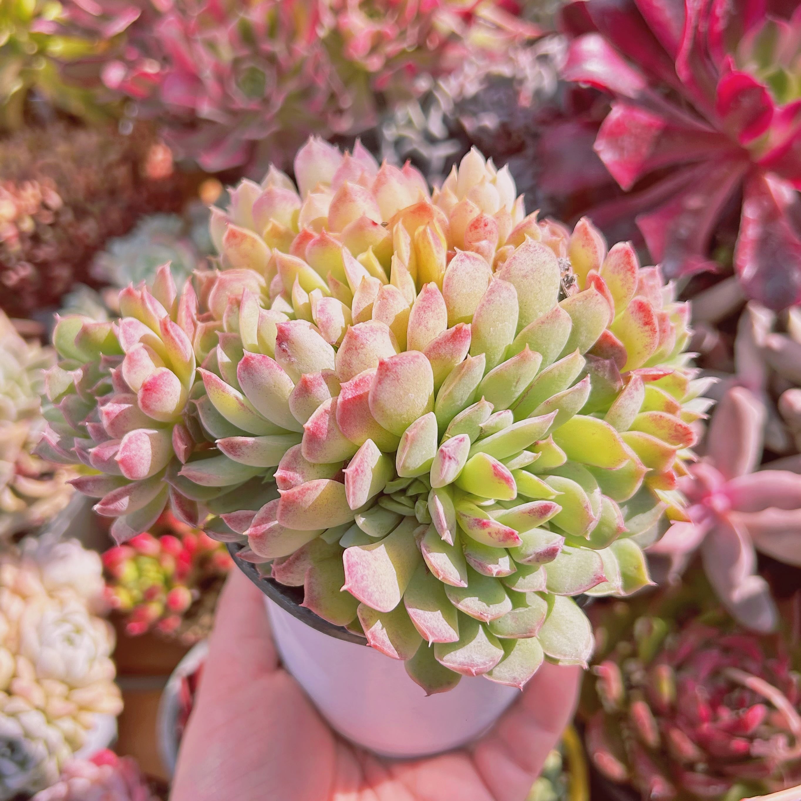 #252現物　多肉植物　レッドホール　特大群生　抜き苗