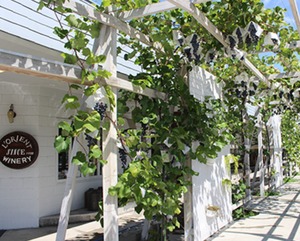 【白百合醸造】ロリアン スパークリングロゼ ベーリーA