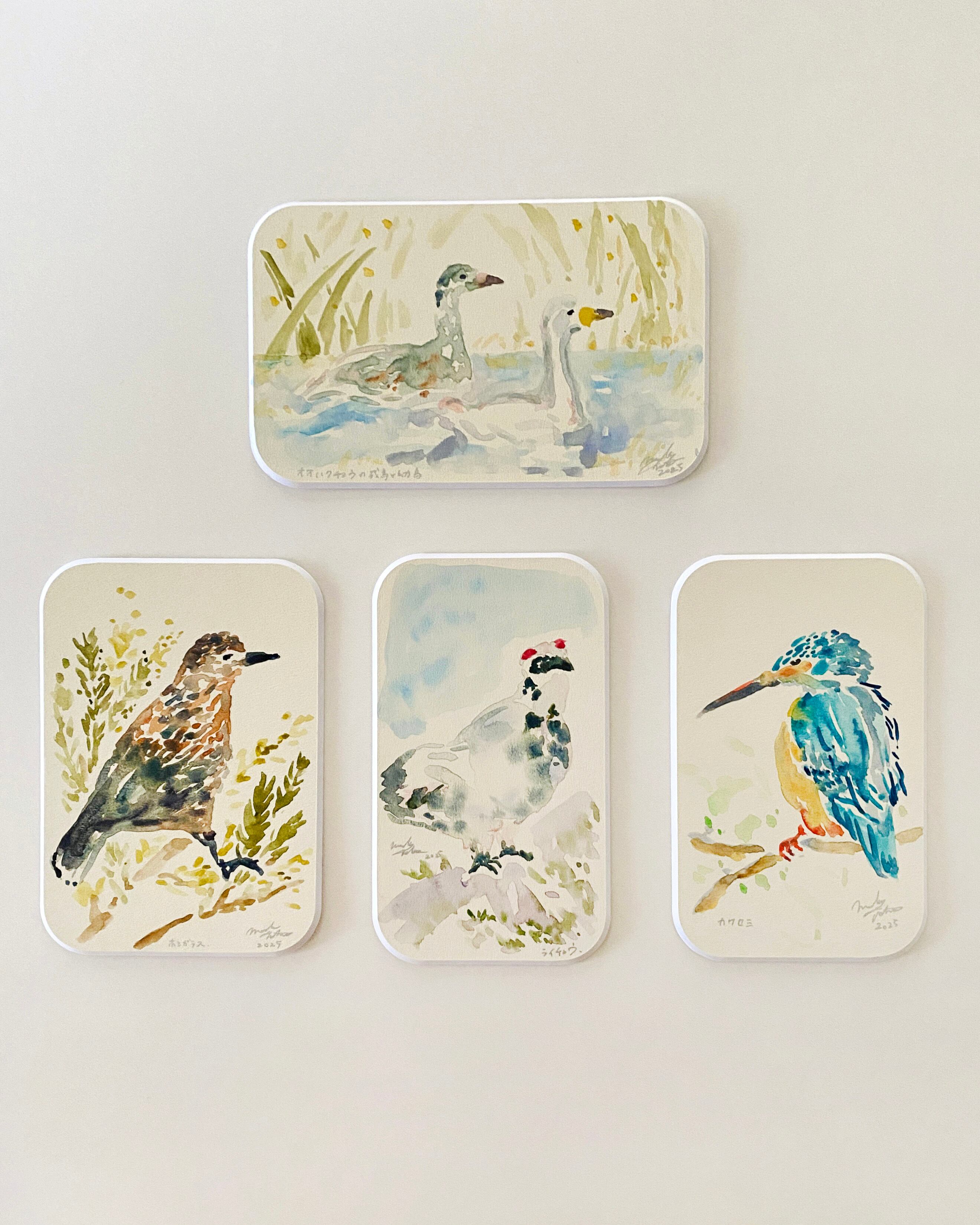 《ノエルの贈り物》徳本萌子「野鳥の水彩ドローイング」TOKUMOTO Moeko/watercolor drawing