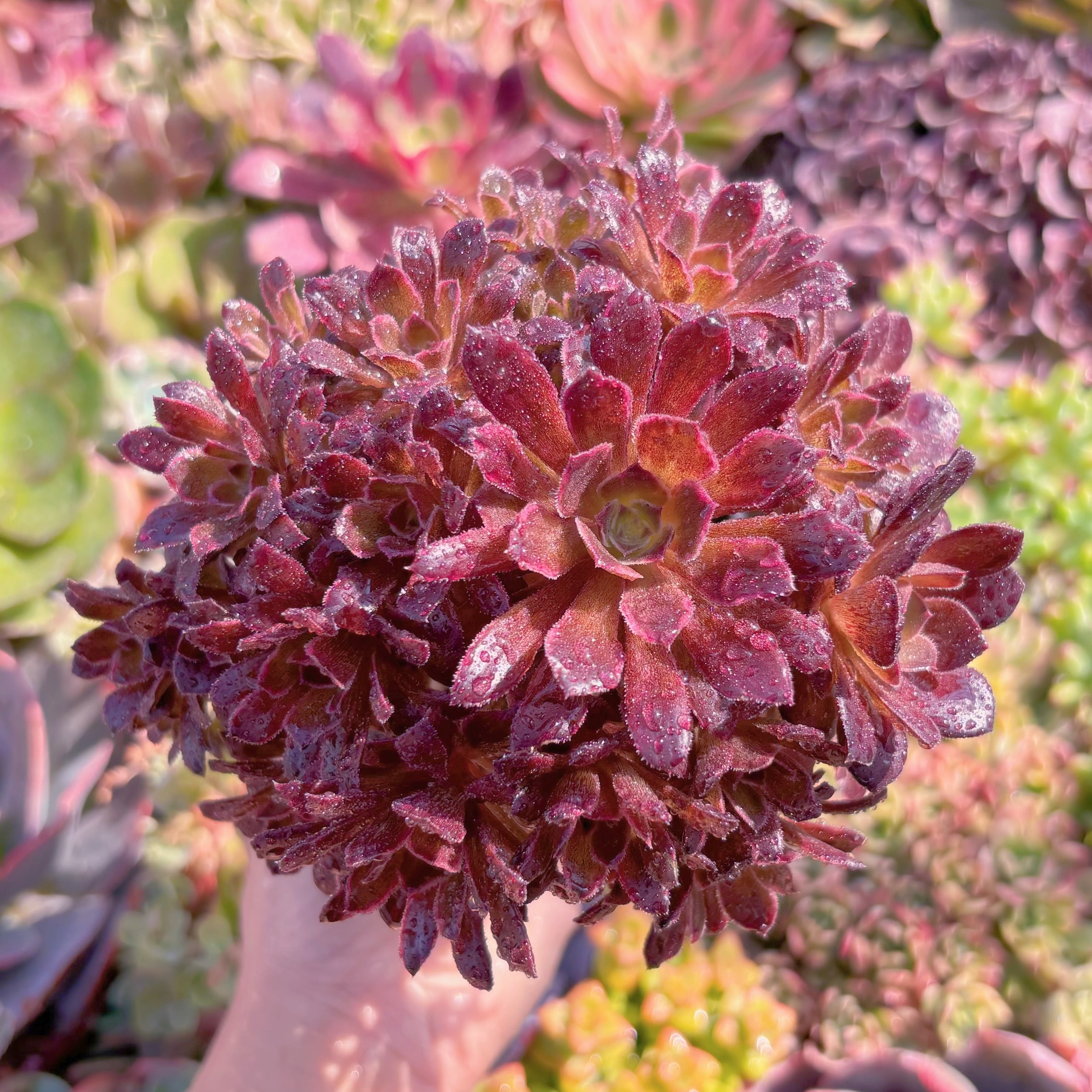 現品　plum purdy#A08　群生　るる農園