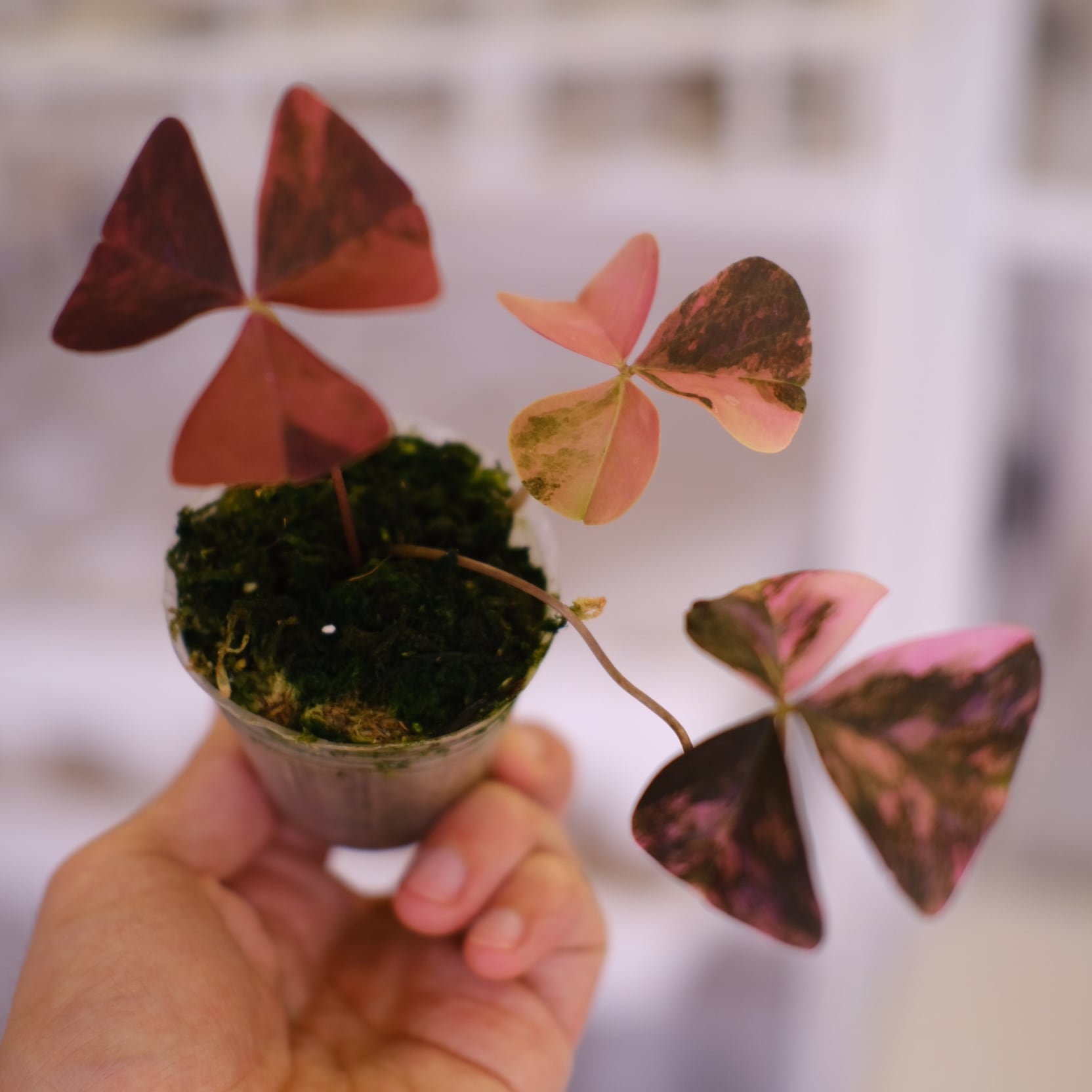 Oxalis triangularis variegated｜オキザリス トライアングラリス