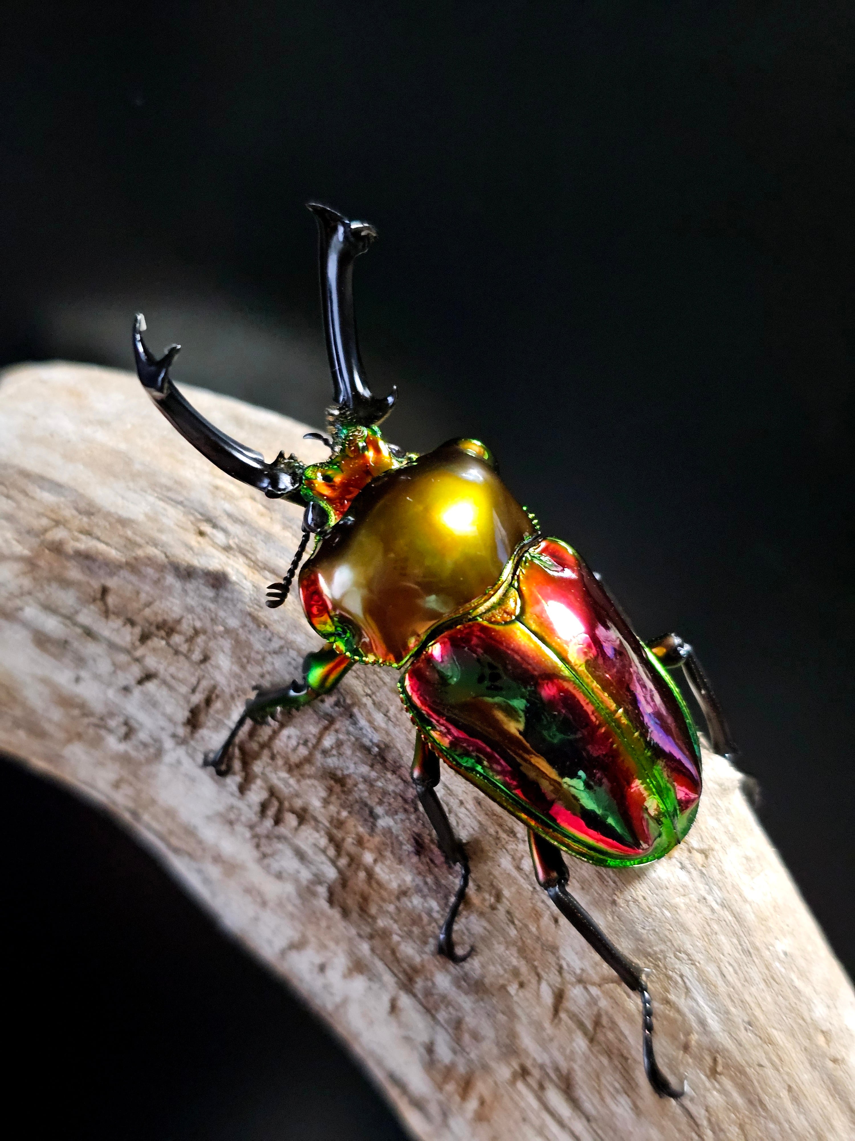 パティ　ビカクシダ3種セット ハクナマタタ、エルサ、ペドロ前葉体、胞子体 2025年最新】ハクナマタタ ビカクシダの人気アイテム - メルカリ