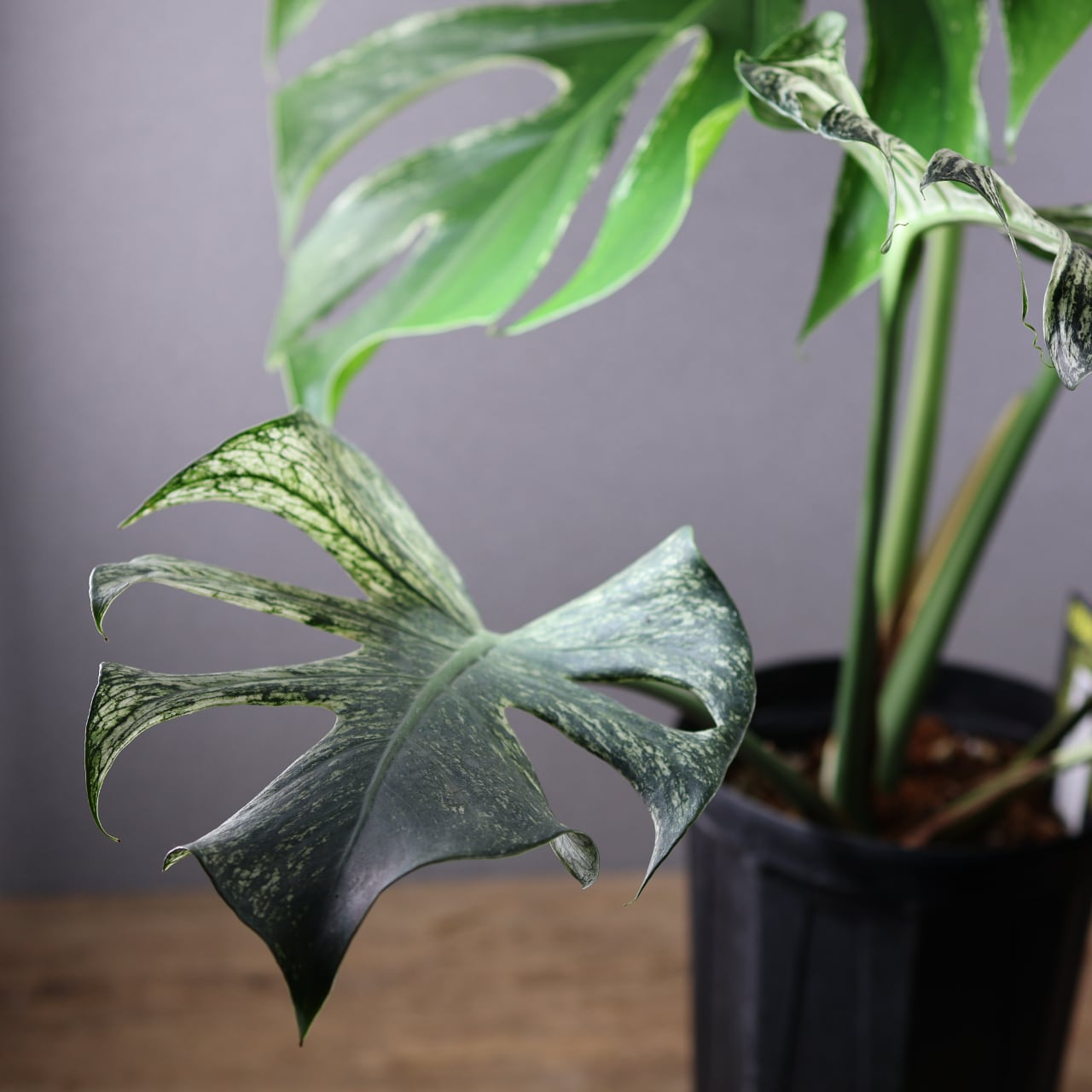 536『urban jungle モンステラ デビルモンスター』観葉植物【送料無料