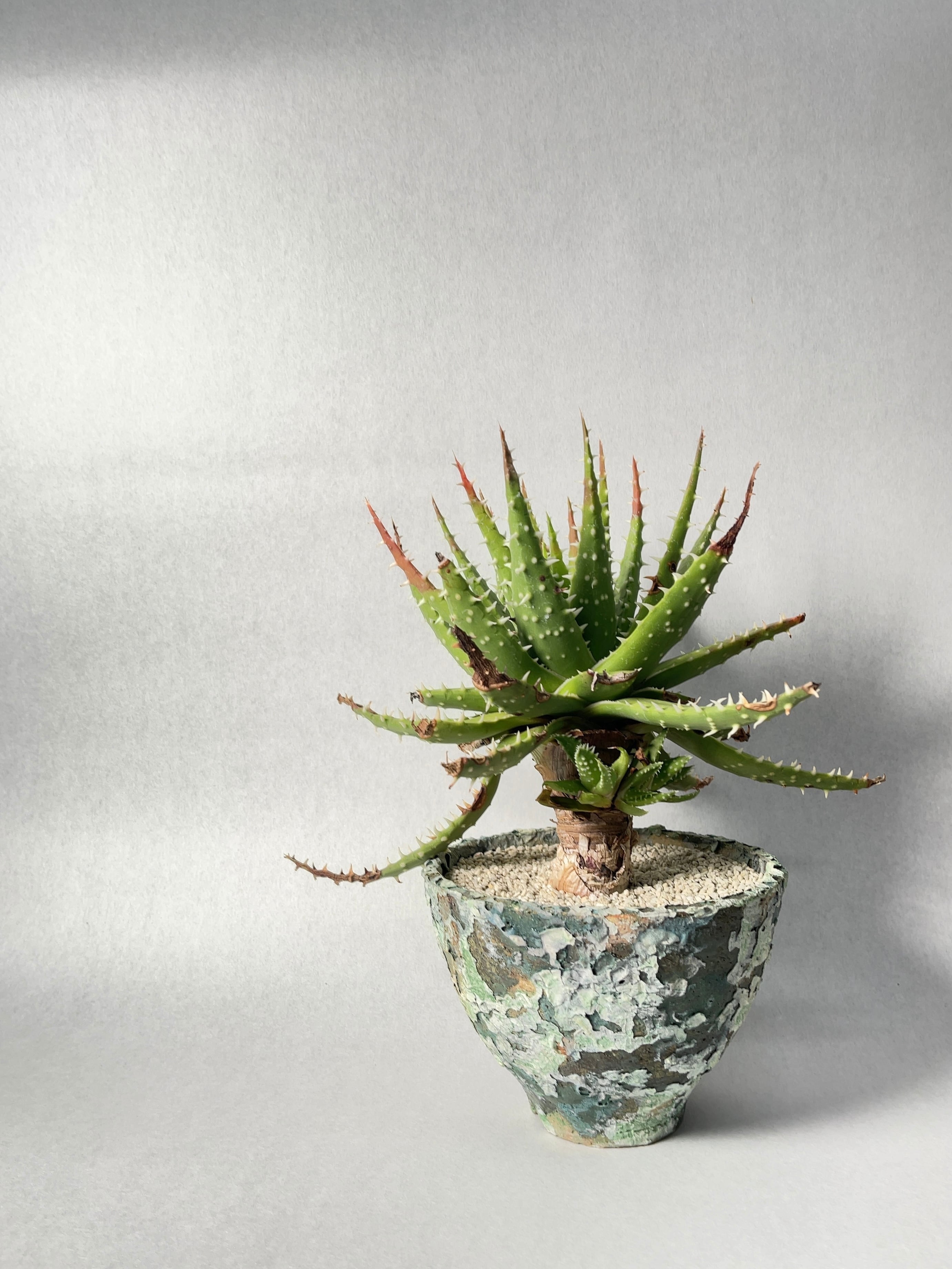 アロエ　エリナケア　大株　幹立ち アロエ エリナケア 大株 幹立ち - メルカリ