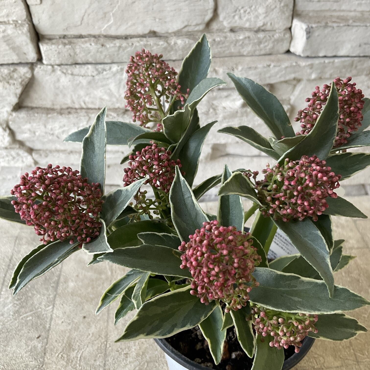 スキミア マジックマルロー 3寸ポット | 橋本種苗園