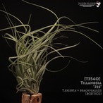 【送料無料】'Jes’〔エアプランツ〕現品発送T3540