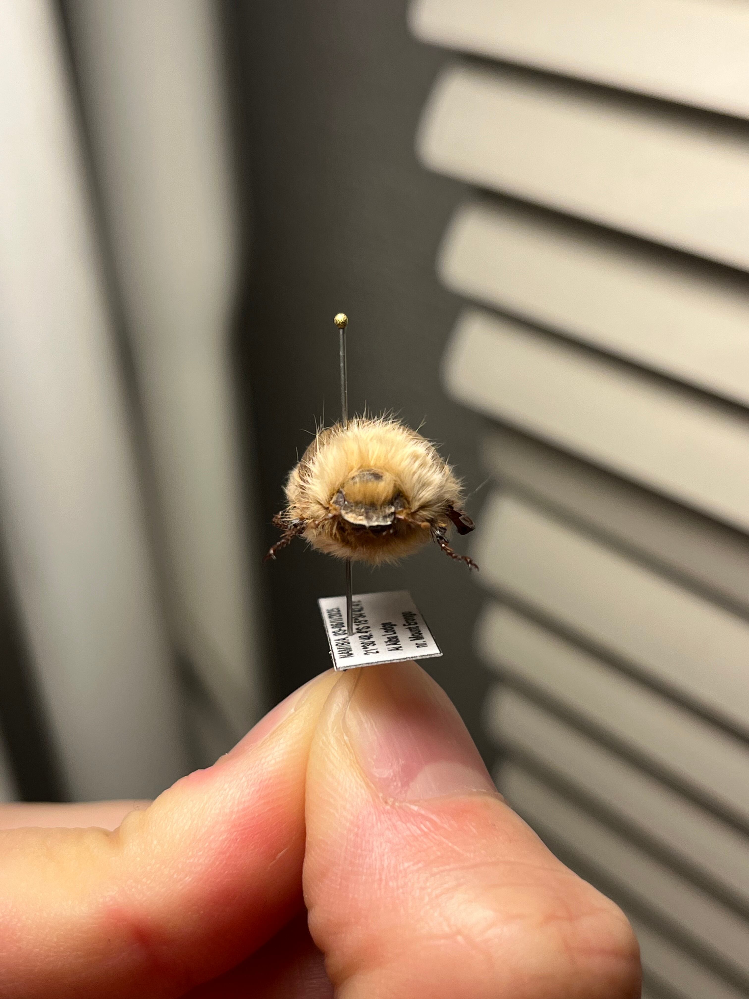 【21mm】ライオンコガネコガネムシハナムグリコブハムシプラチナコガネフンチュウ 21mm】ライオンコガネコガネムシハナムグリコブハムシプラチナコガネ