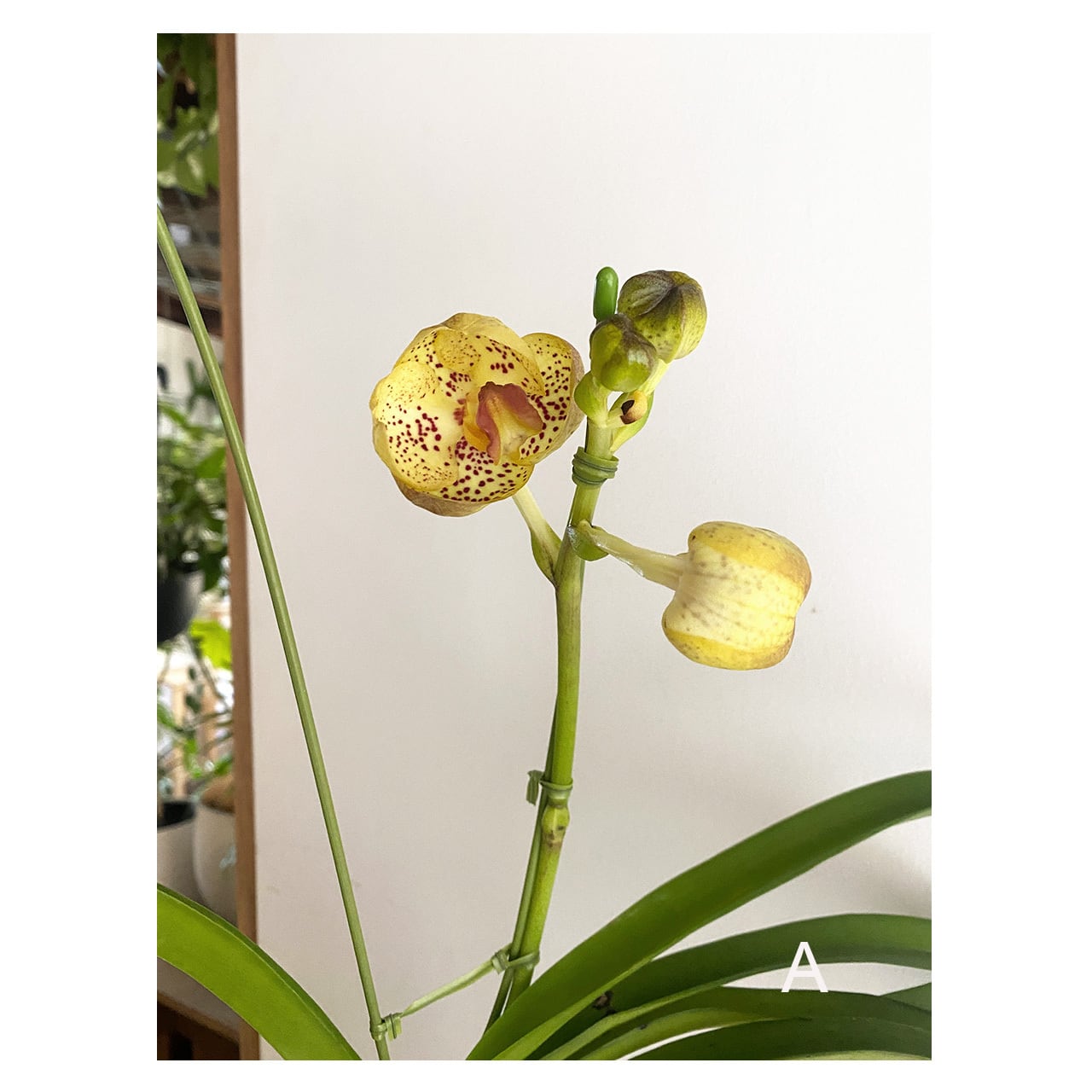 Vanda | Seeding