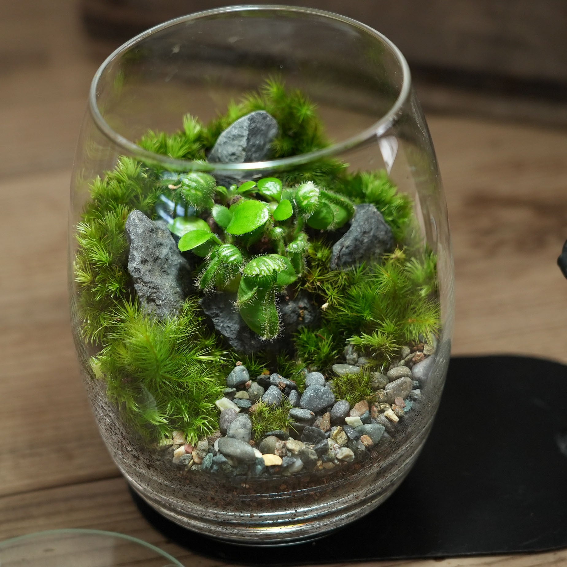 天然 上質 スナゴケ 10トレー コケ 苔 苔リウム 苔テラリウム こけ