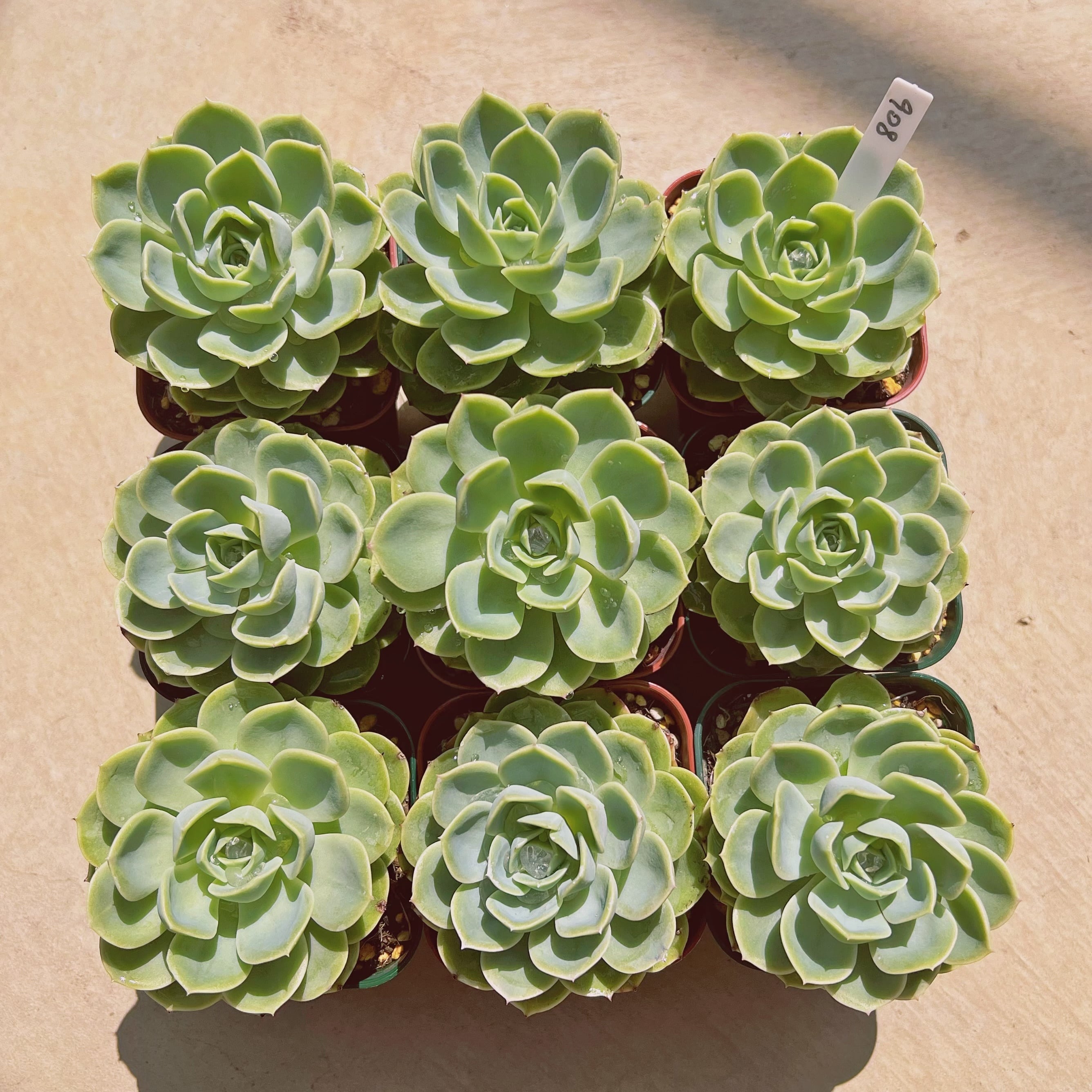 メロン9点セット