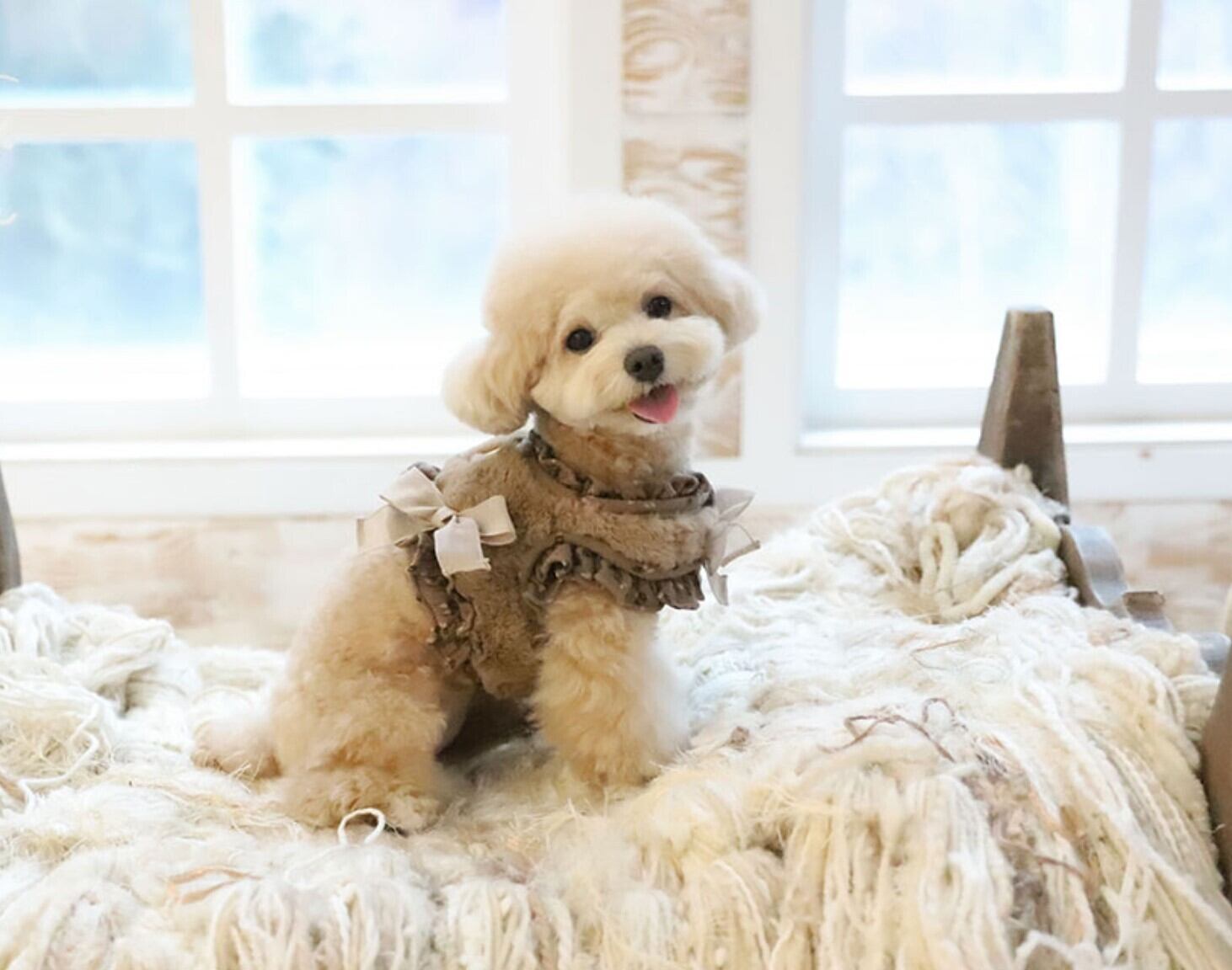 高級犬服 新品 cozy n Fox Fur Harness ファーハーネスm 即納【COZY N】Fur Harness＋Leash《4color》 | haneulpet