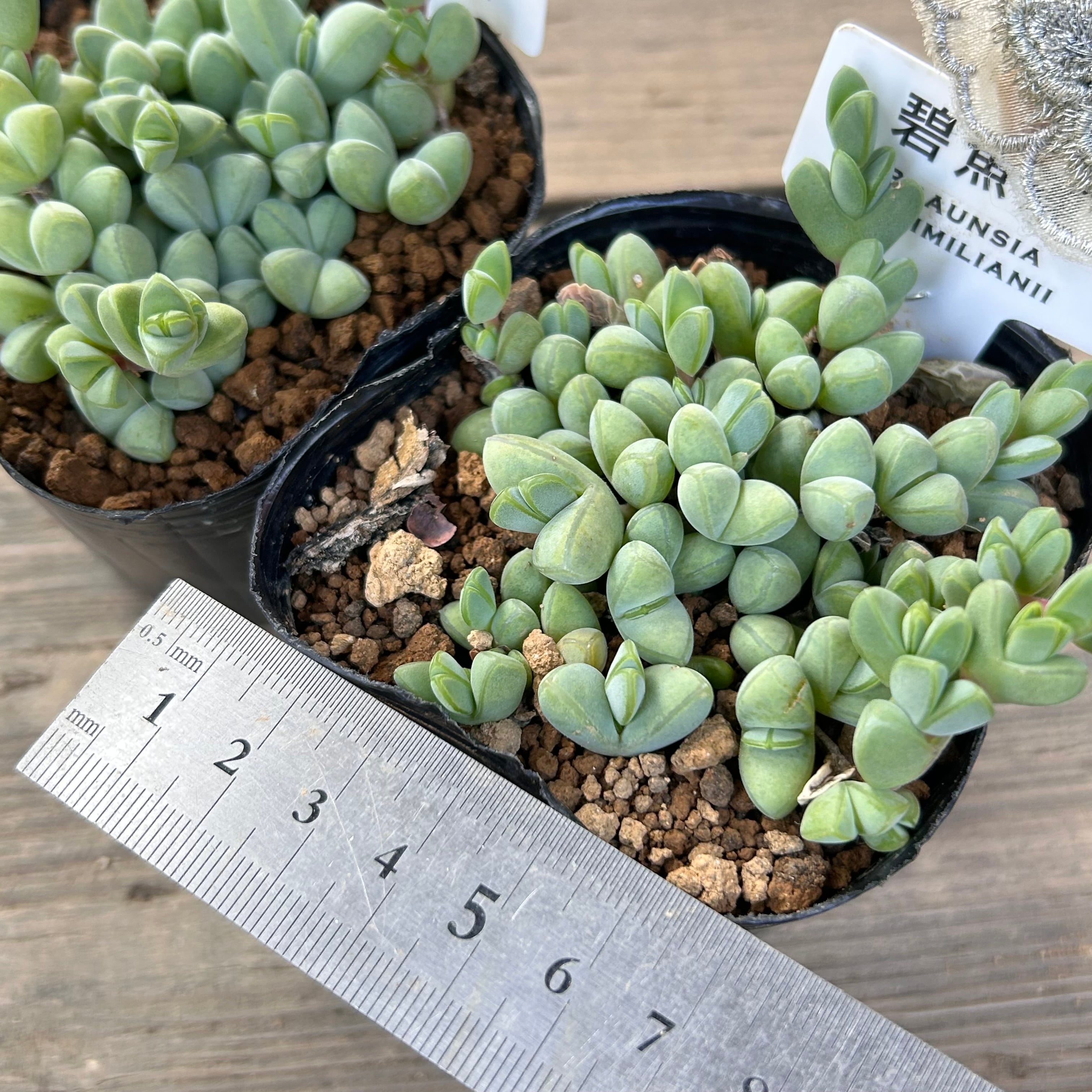 碧魚連 | RuPo 多肉植物専門店