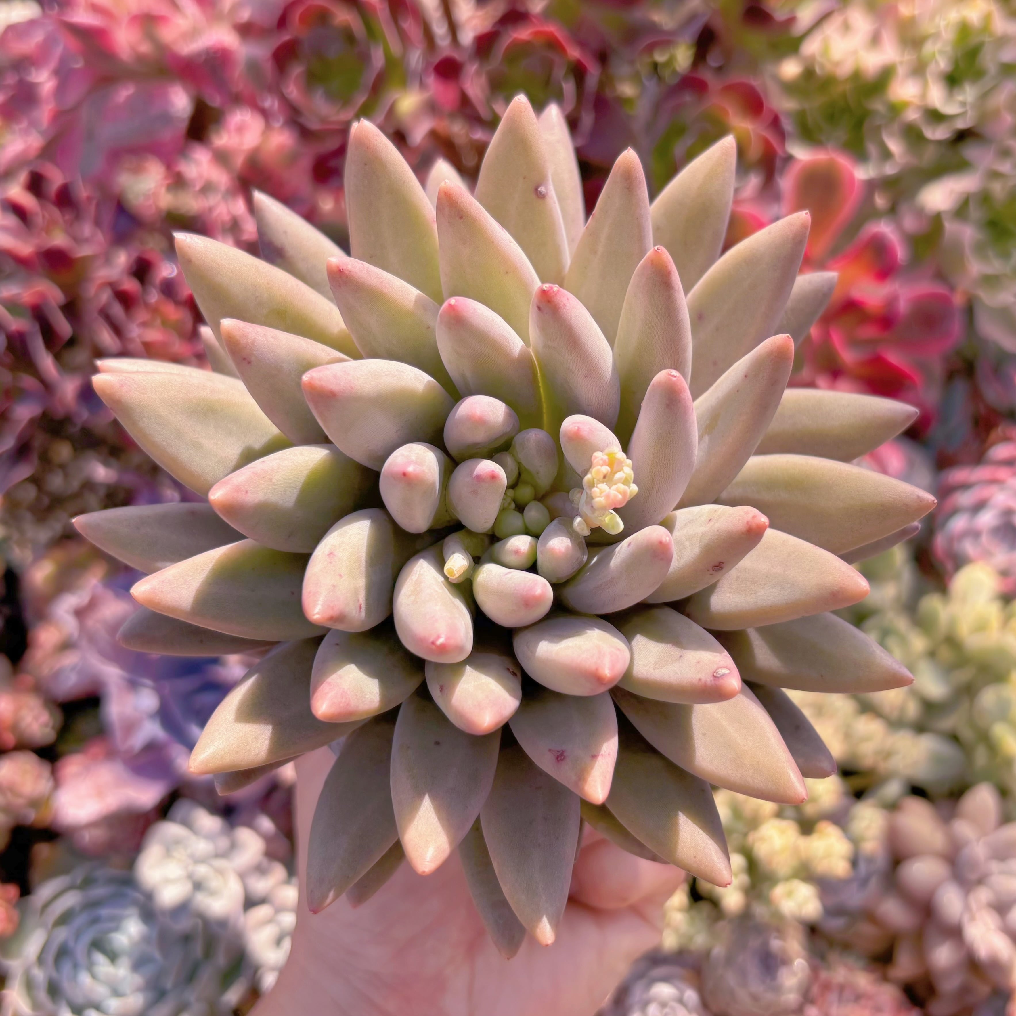 多肉植物　レッドドラゴンフライ　大苗　新入荷　るる農園