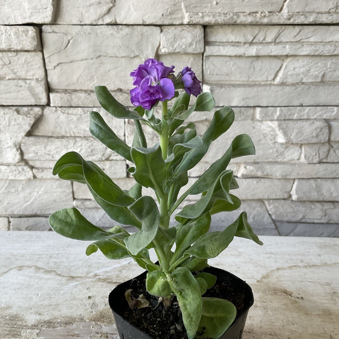 八重咲きストック 選べる ♪4色 3寸ポット | 橋本種苗園