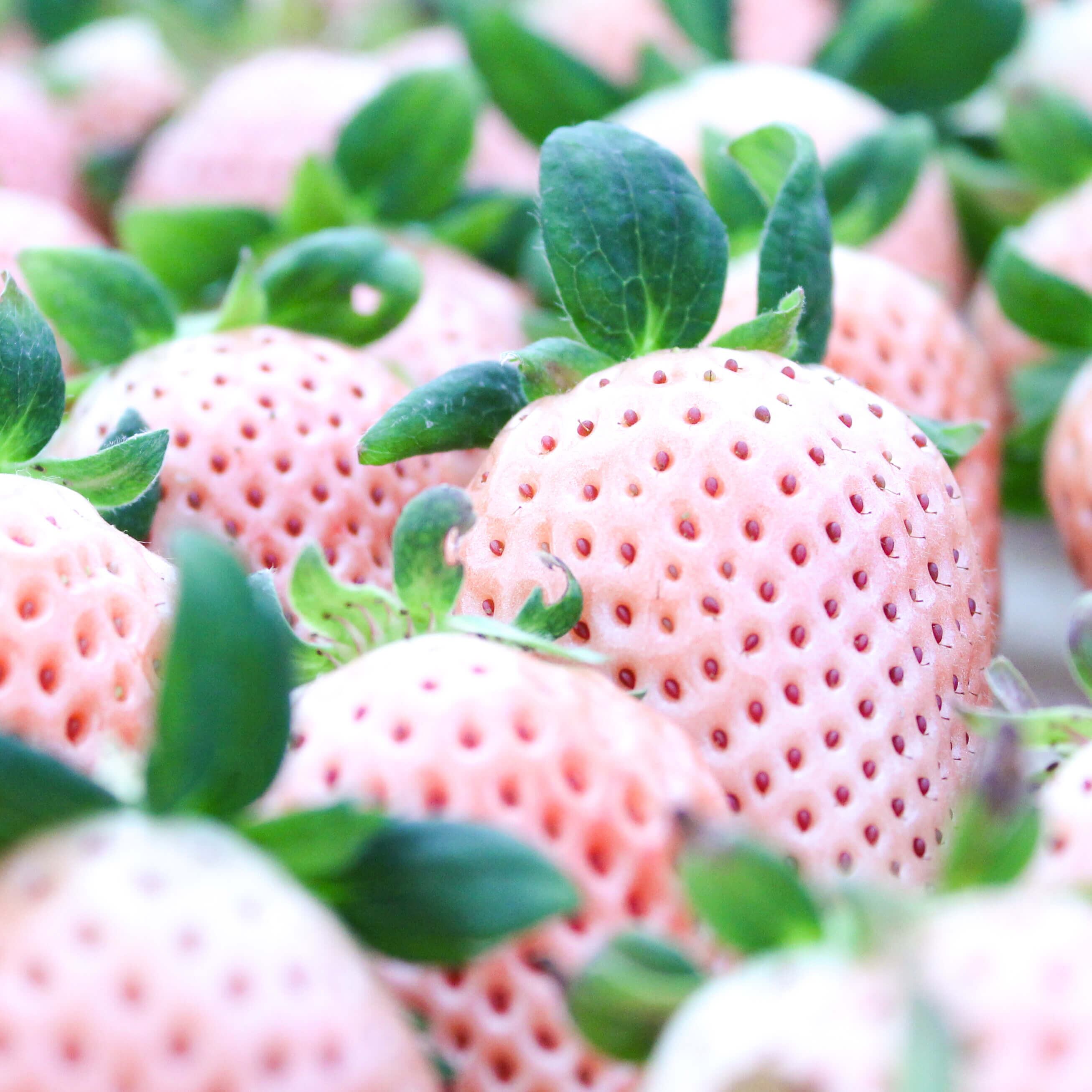 完熟紅白いちご よつぼし 淡雪 セット 伊賀農園直送 送料 税込 現在 ご予約分で一杯となっております 完熟クラフト苺 Berry ベリー 公式オンラインショップ 苺は人と自然が創る 芸術 だ