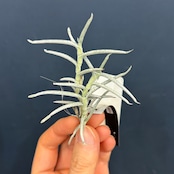 チランジア　モリス【1081】