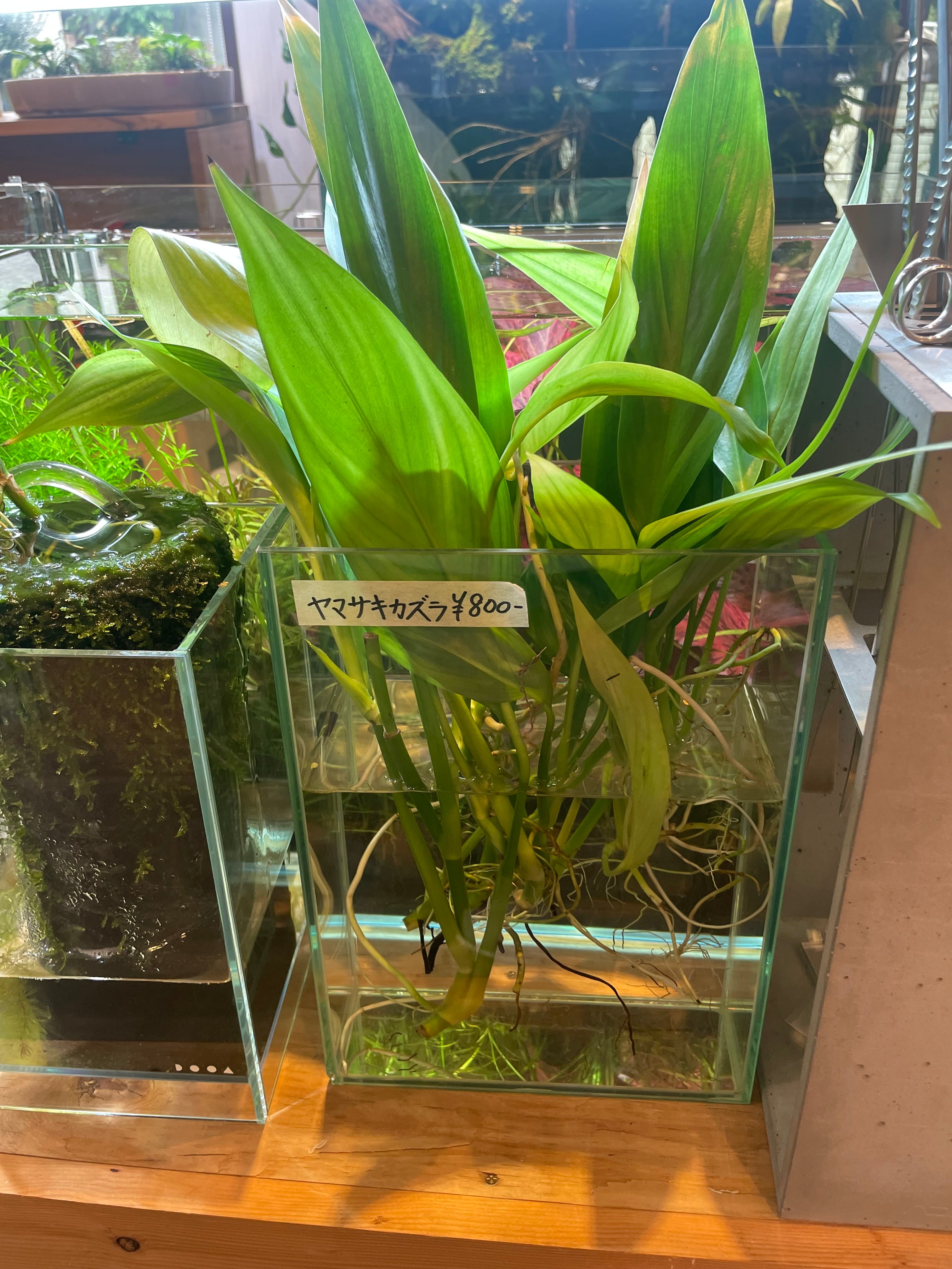 ヤマサキカズラ | aquarium shop earth