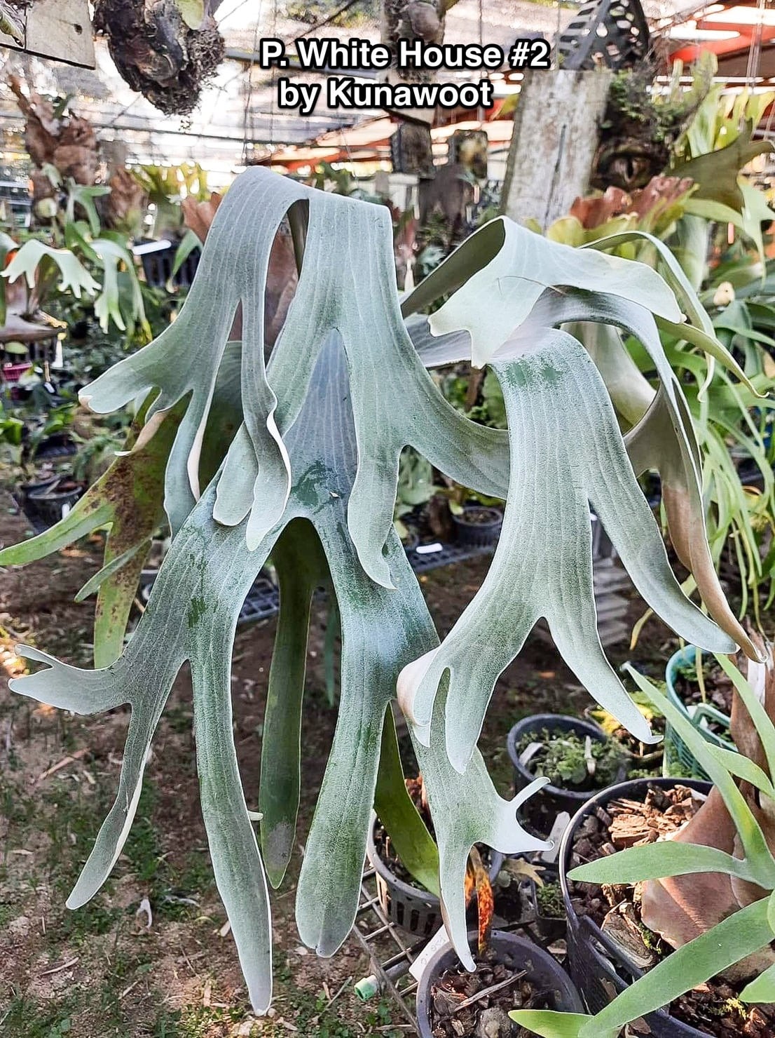 P. White House #2 【artPLANTs/PLANTS GARAGE】 ビカクシダ