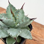 Agave potatorum × macroacantha【アガベ・八荒雷神（