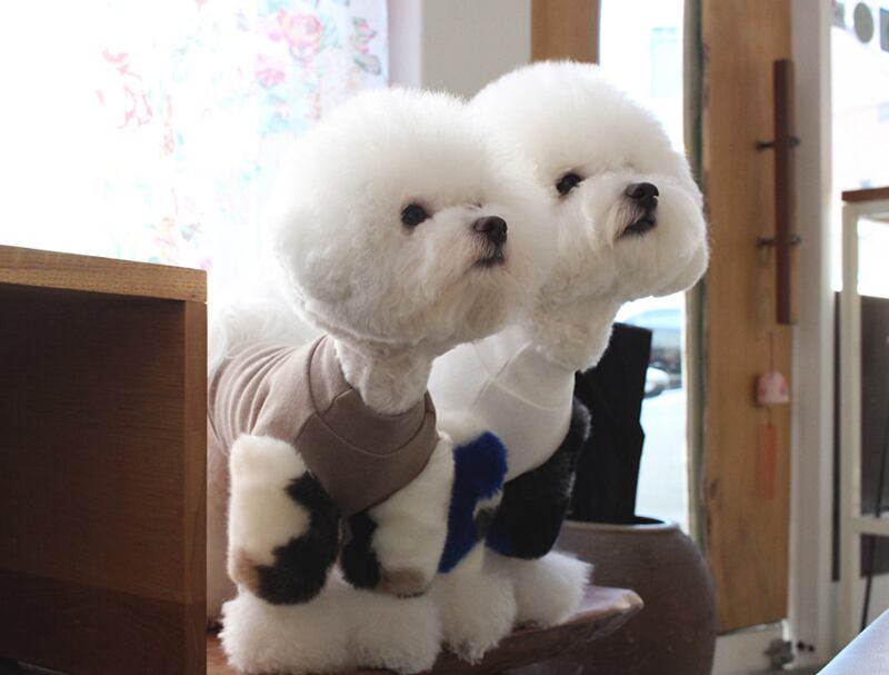 ミンクファー袖トレーナー S ~ XL 2color / 犬服 新作 ドッグウェア 小型犬 中型犬 犬 服 ジャケット ペット用品 ペット洋服