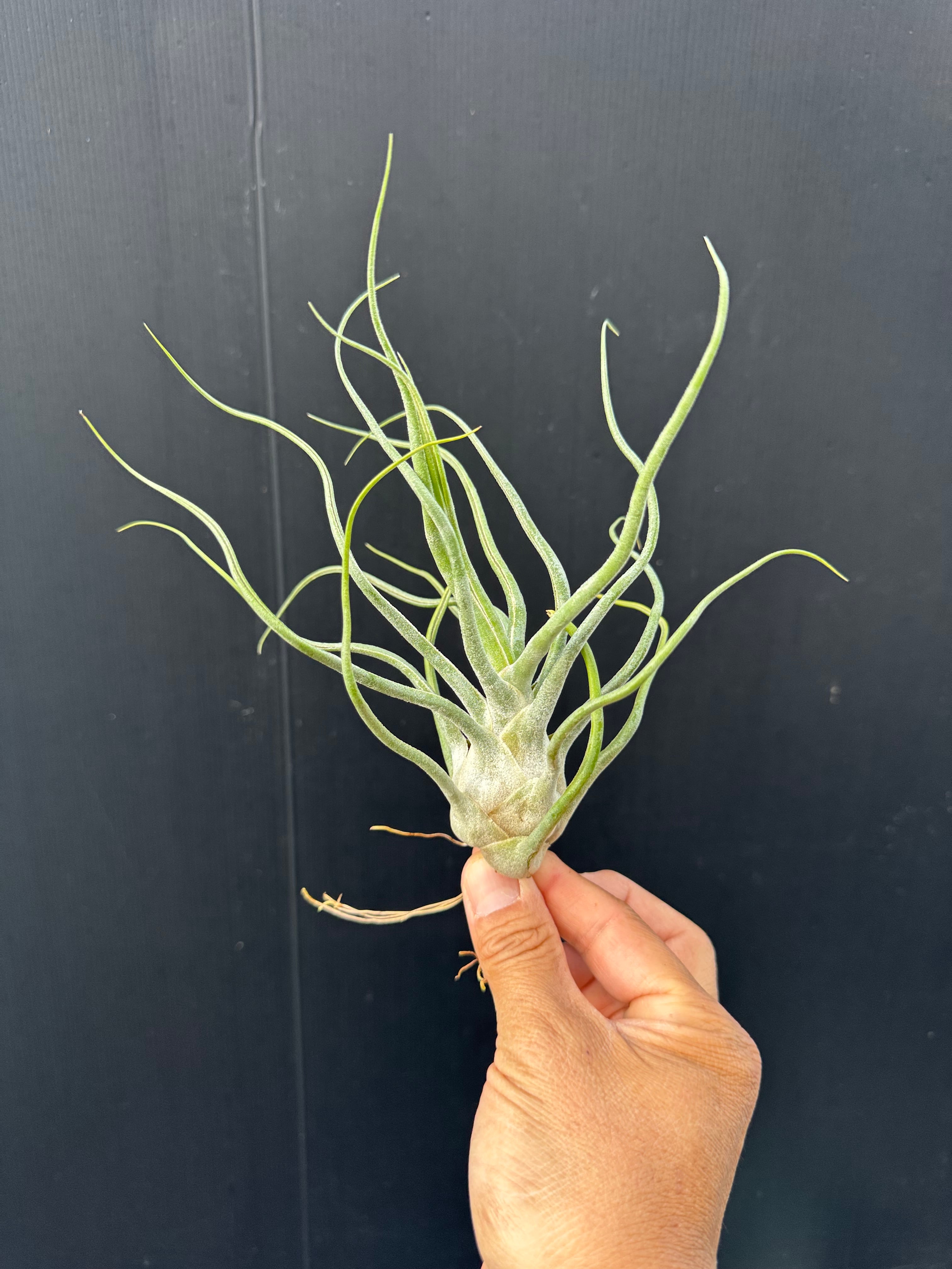 プロテア ニオべ | クルール プランツ couleur plants