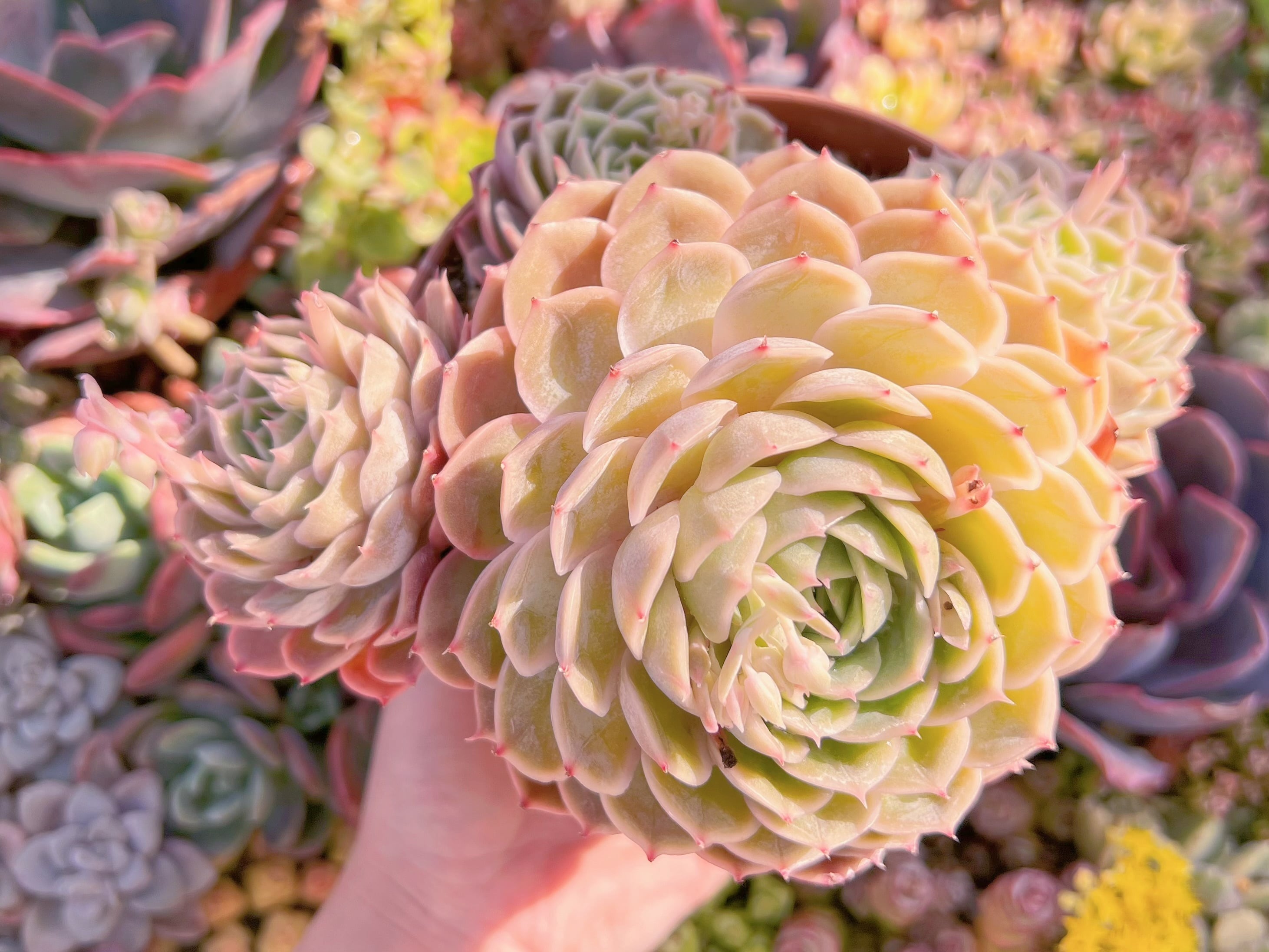 現品　オンスロー#M124　大群生　るる農園