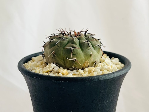 Gymnocalycium asterium　ギムノカリキュウム　黒刺鳳頭　サボテン