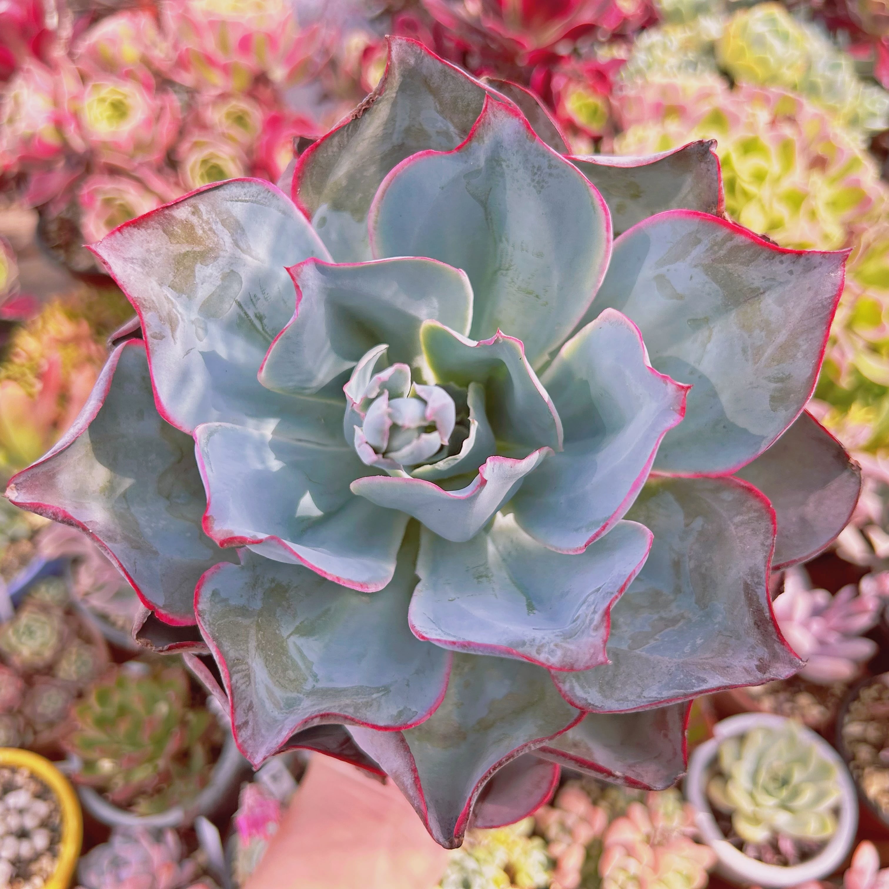 現物　多肉植物　サブリギダxブルーライト　直径約14cm  特特大