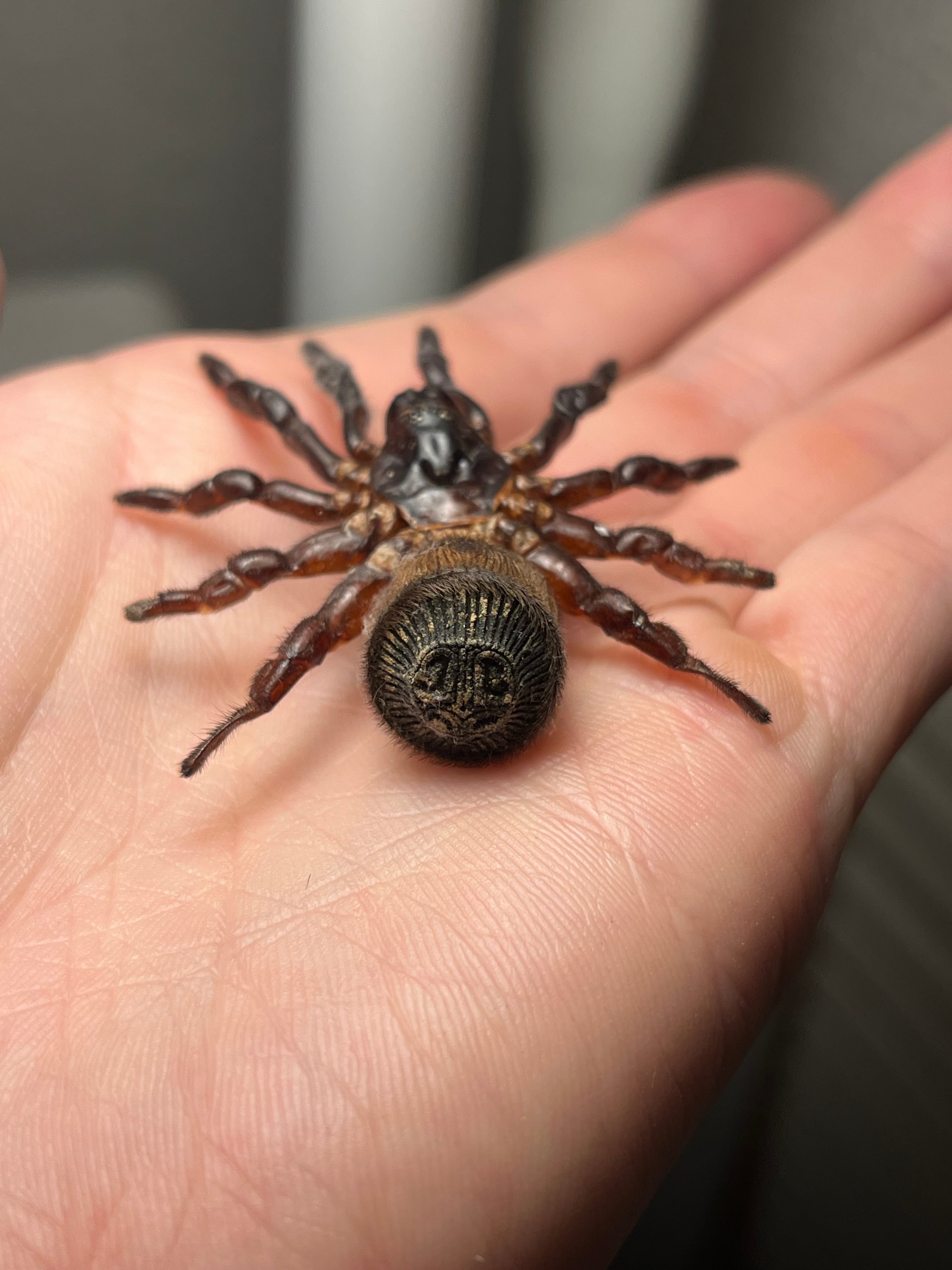 美脚】シリキレグモ トラップドアスパイダー タランチュラ ムカデ