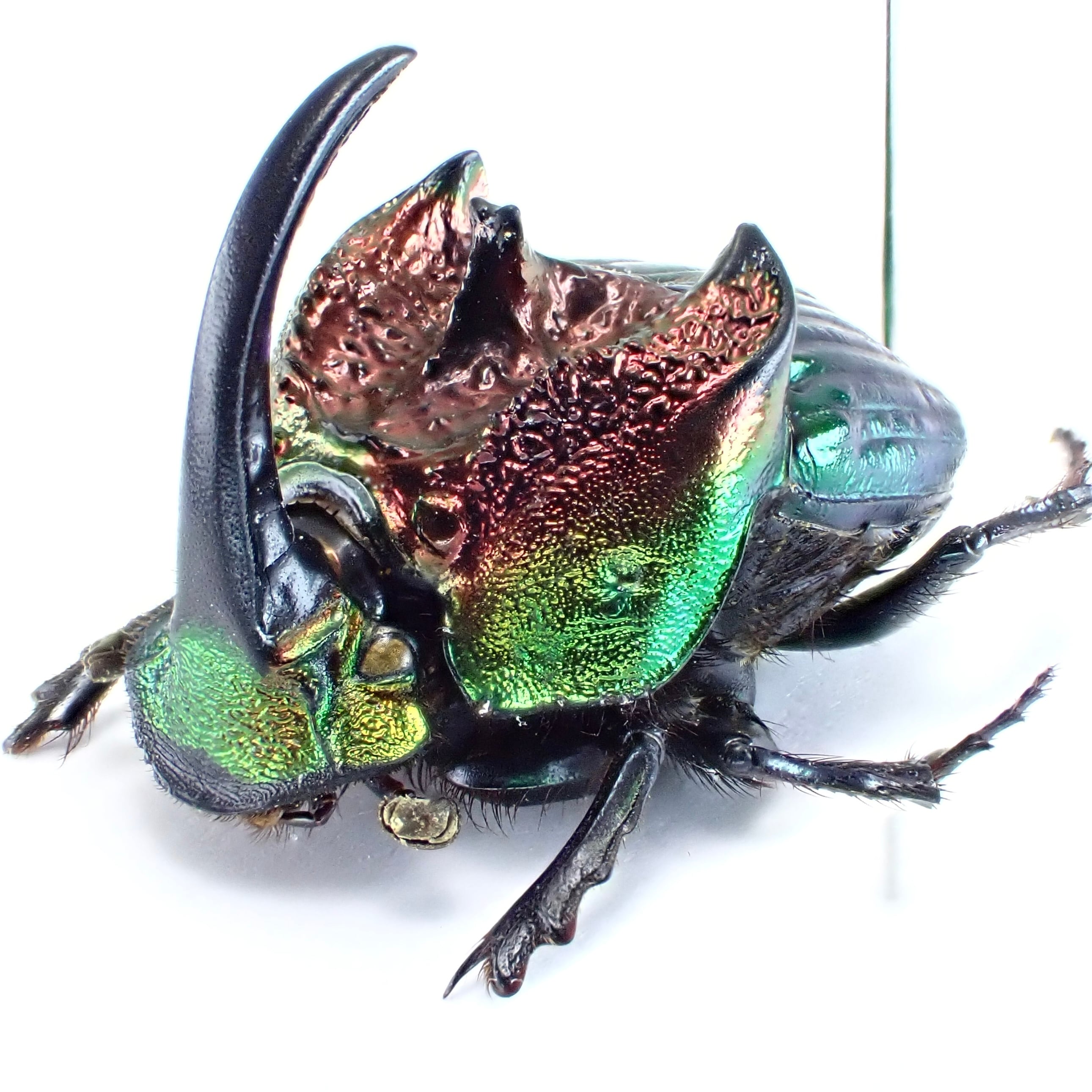 メキシコ産 Phanaeus tridens ♂♀ 15mm/16m 赤緑 | 昆虫標本 Diggers