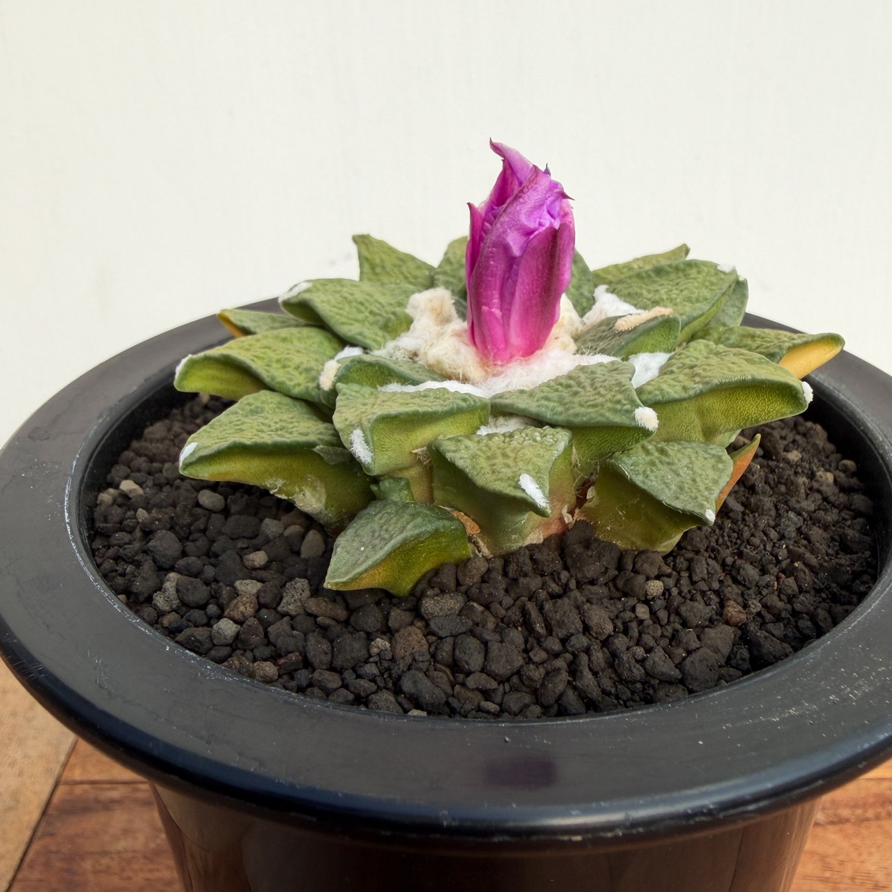 Ariocarpus kotschoubeyanus×furfuraceus【アリオカルプス・黒牡丹×花牡丹】